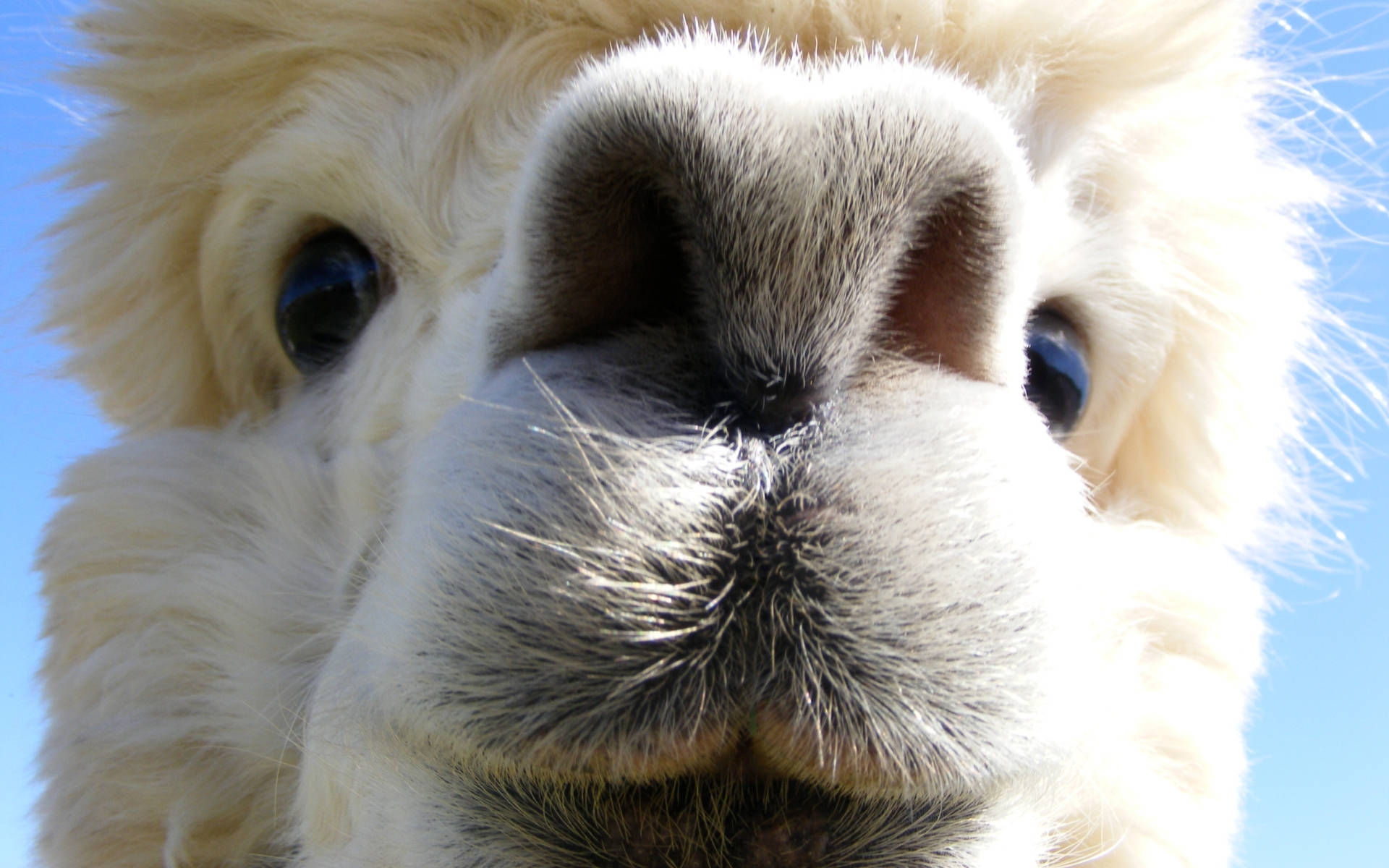 Alpaca Cute Muzzle Background