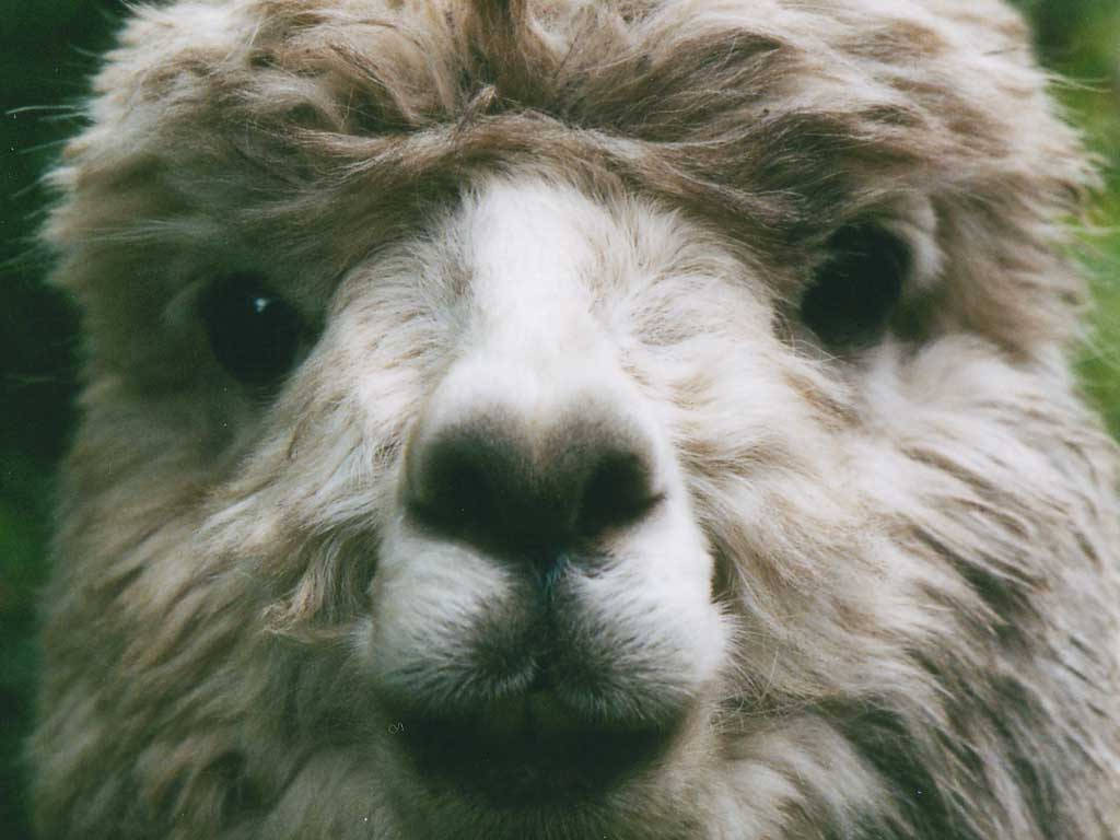 Alpaca Front Face Background