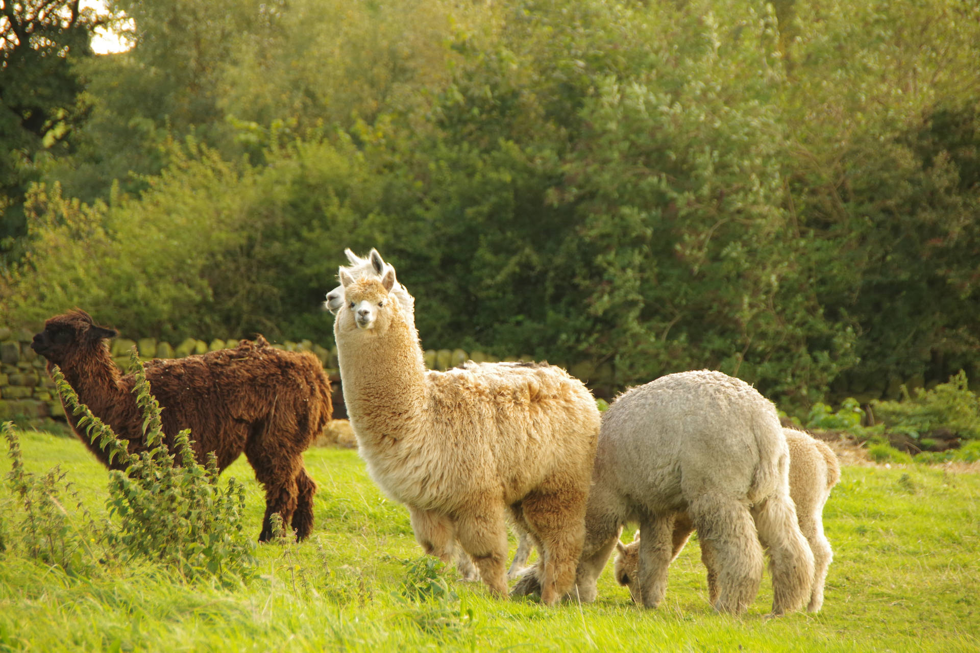 Alpaca Herd On Grass Background