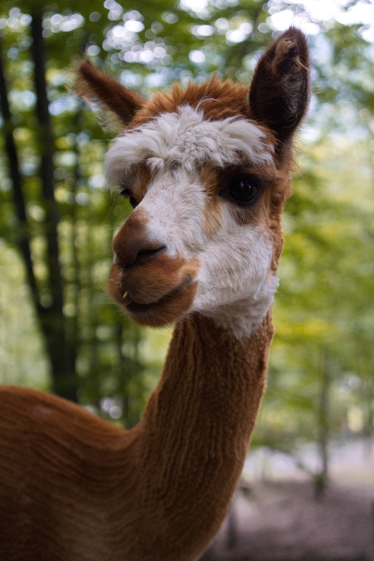 Alpaca In The Forest Background