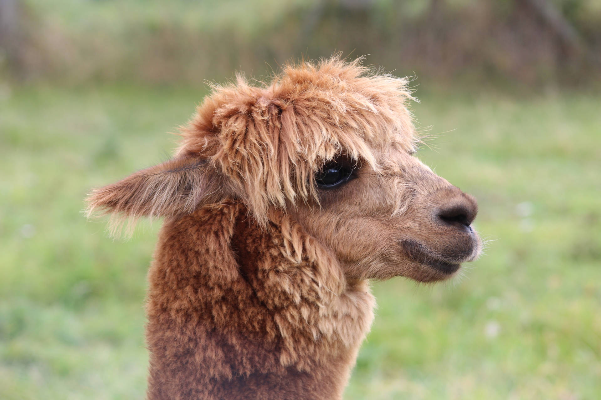 Alpaca Lowered Ears Background