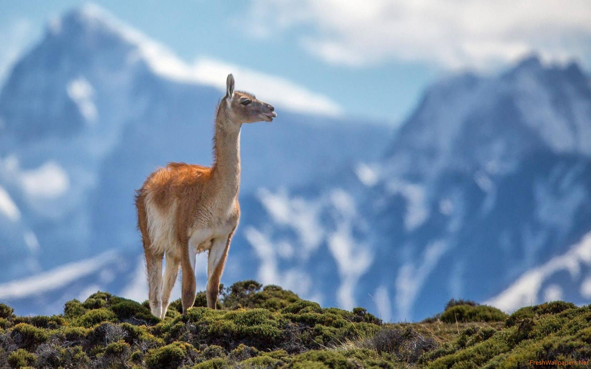 Alpaca On The Mountain Background