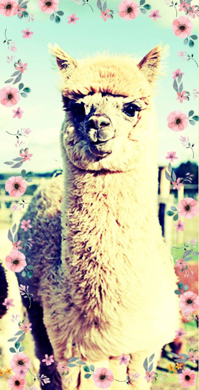 Alpaca With Flowers Background