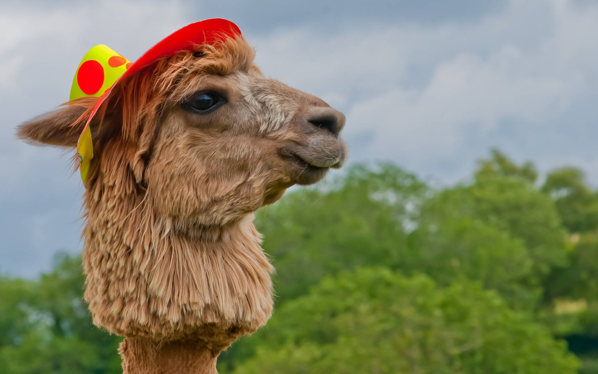 Alpaca With Hat