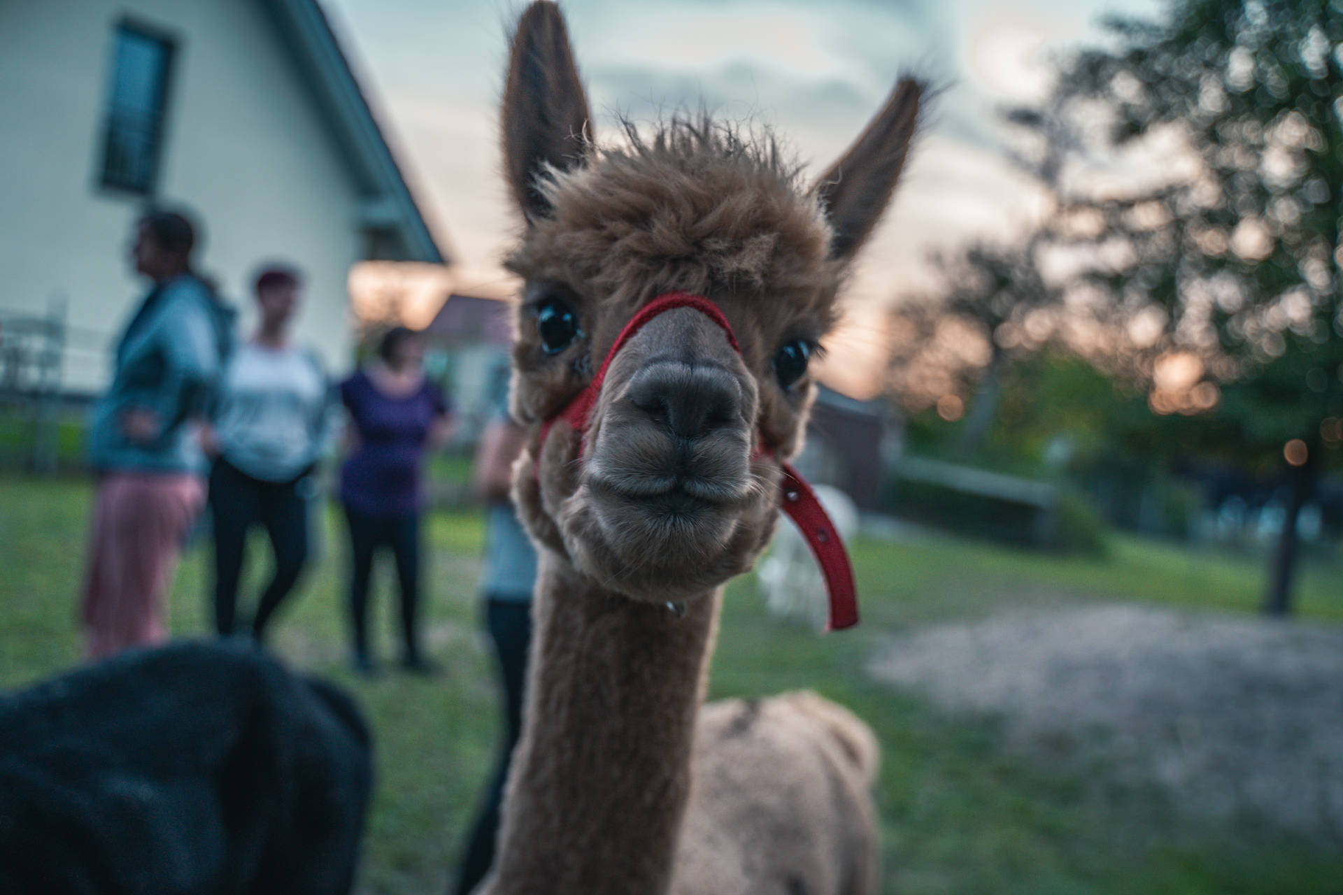 Alpaca With People Background