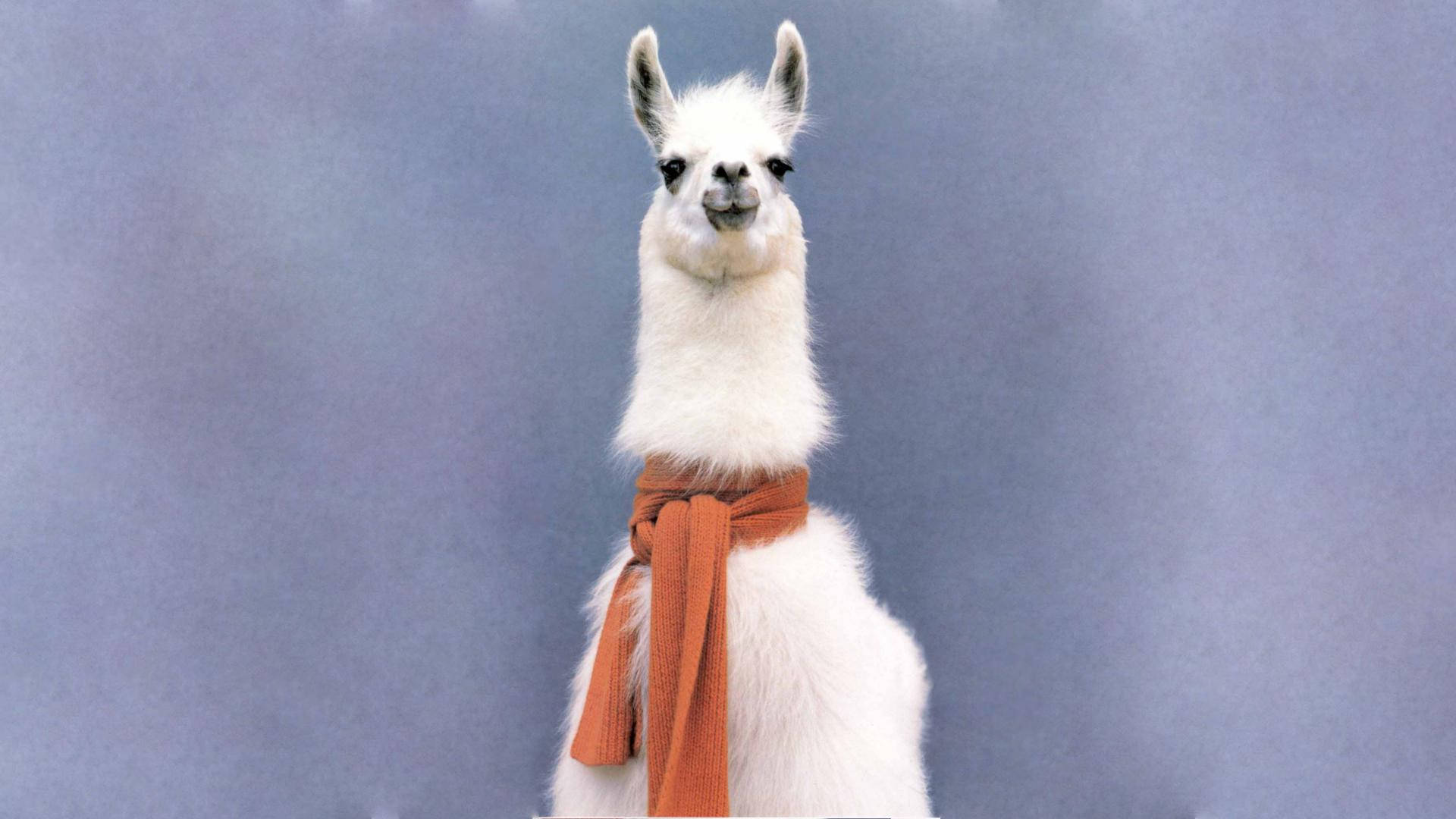 Alpaca With Red Scarf Background