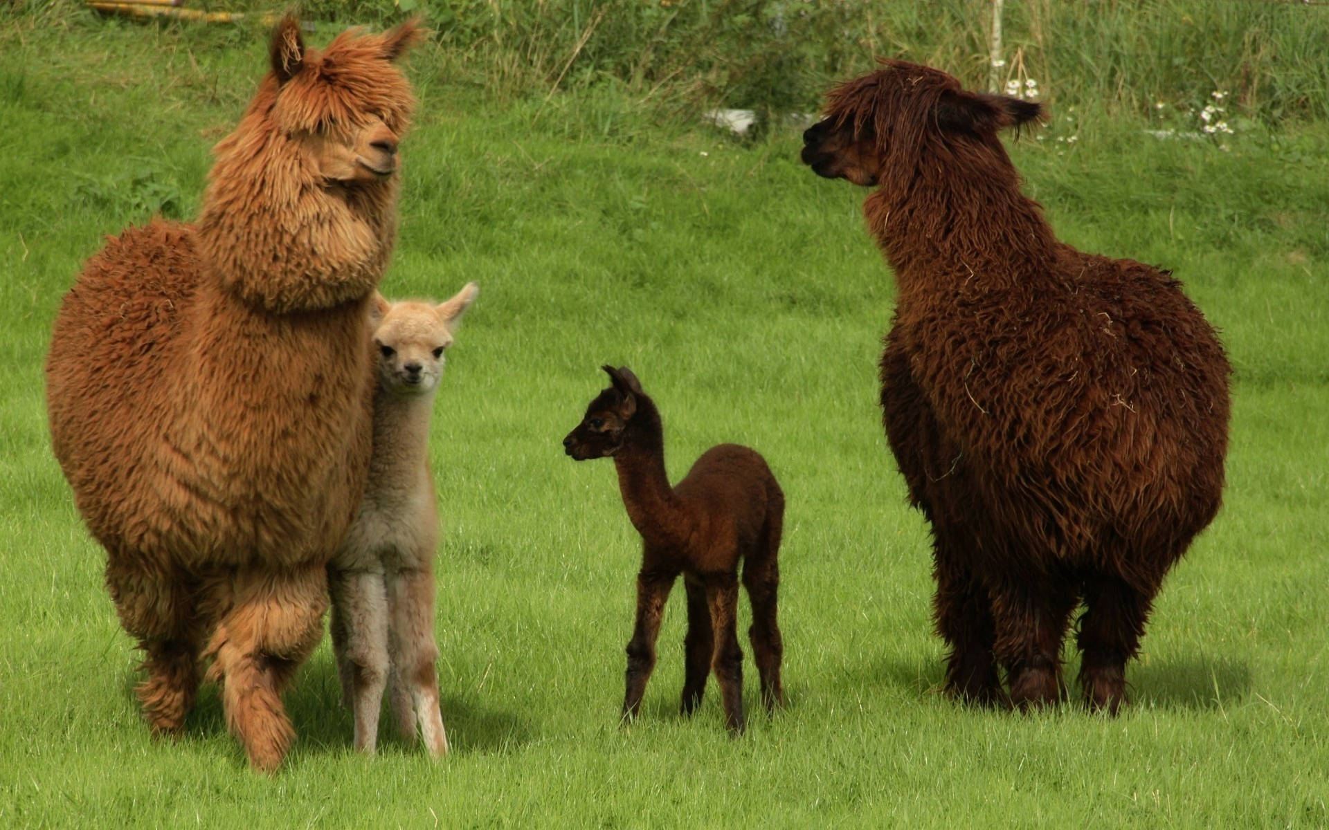 Alpacas Adult And Child Background