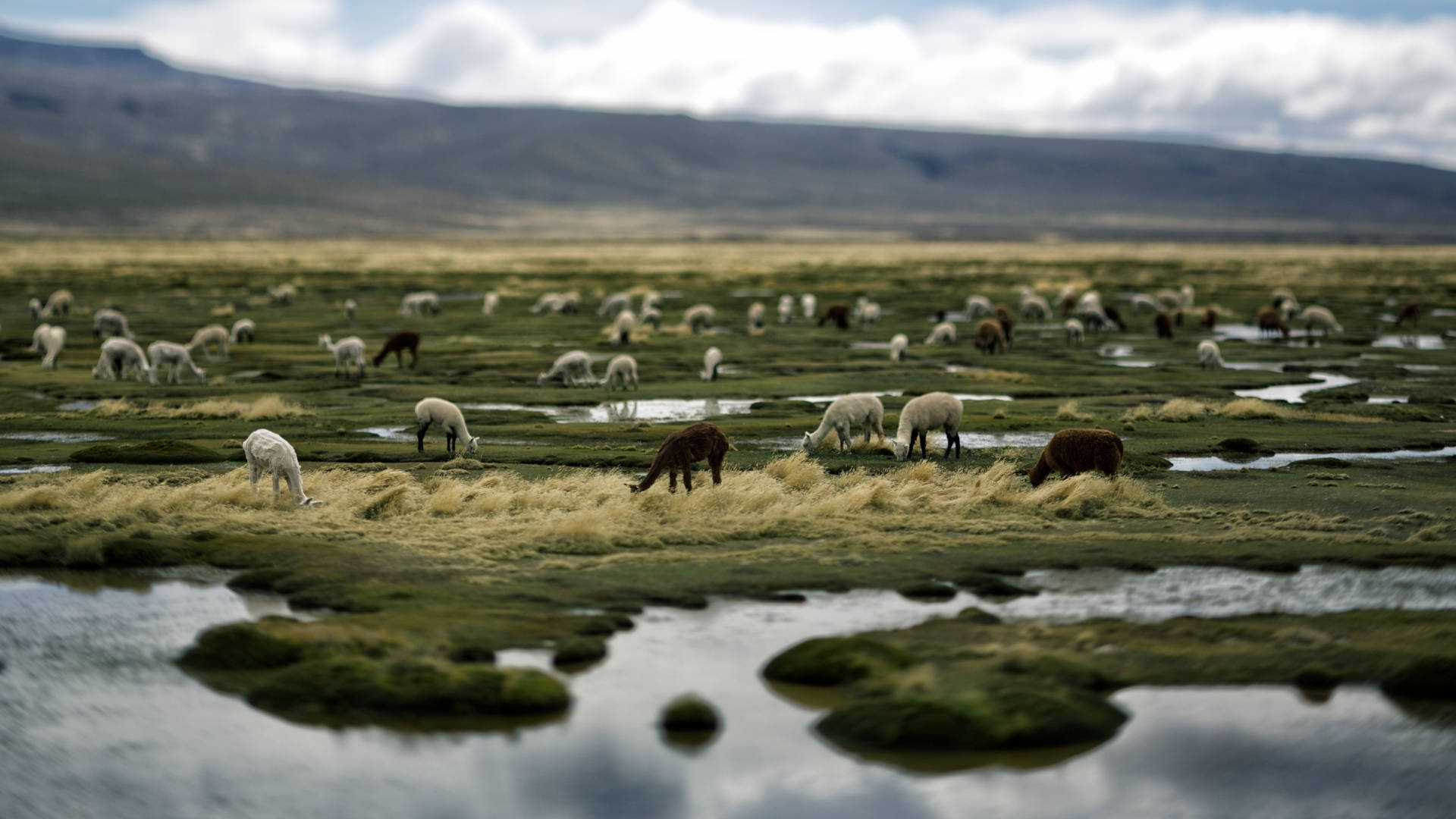 Alpacas On A Grassland Background