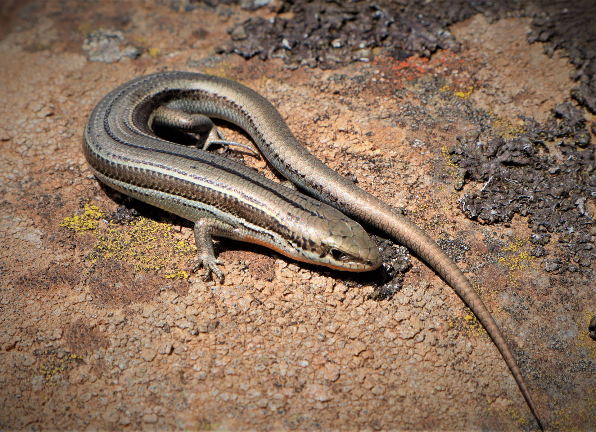 Alpine Brown Ground Skink Reptile