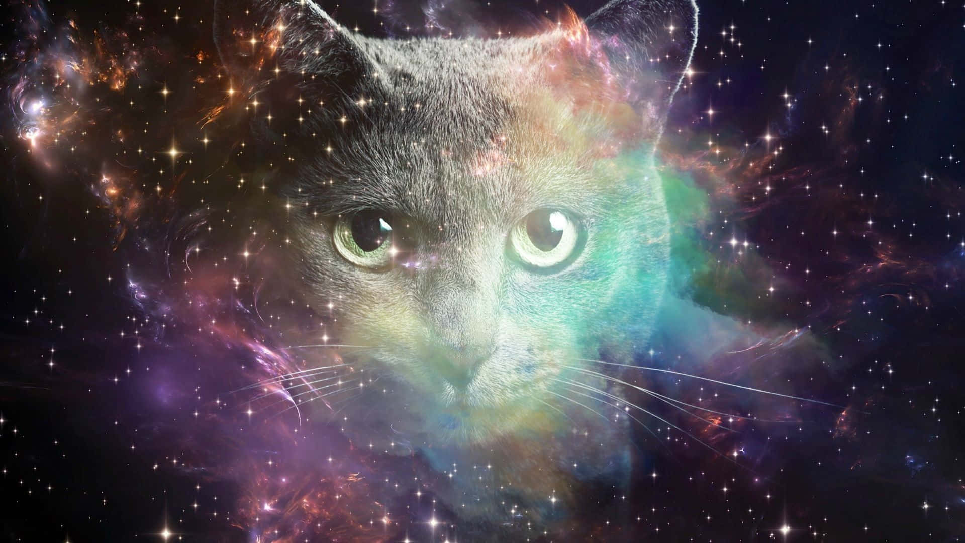 Amateur Astronomers Observe Cats In Space Background