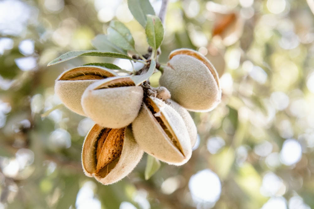 Amazing Almond Tree Background