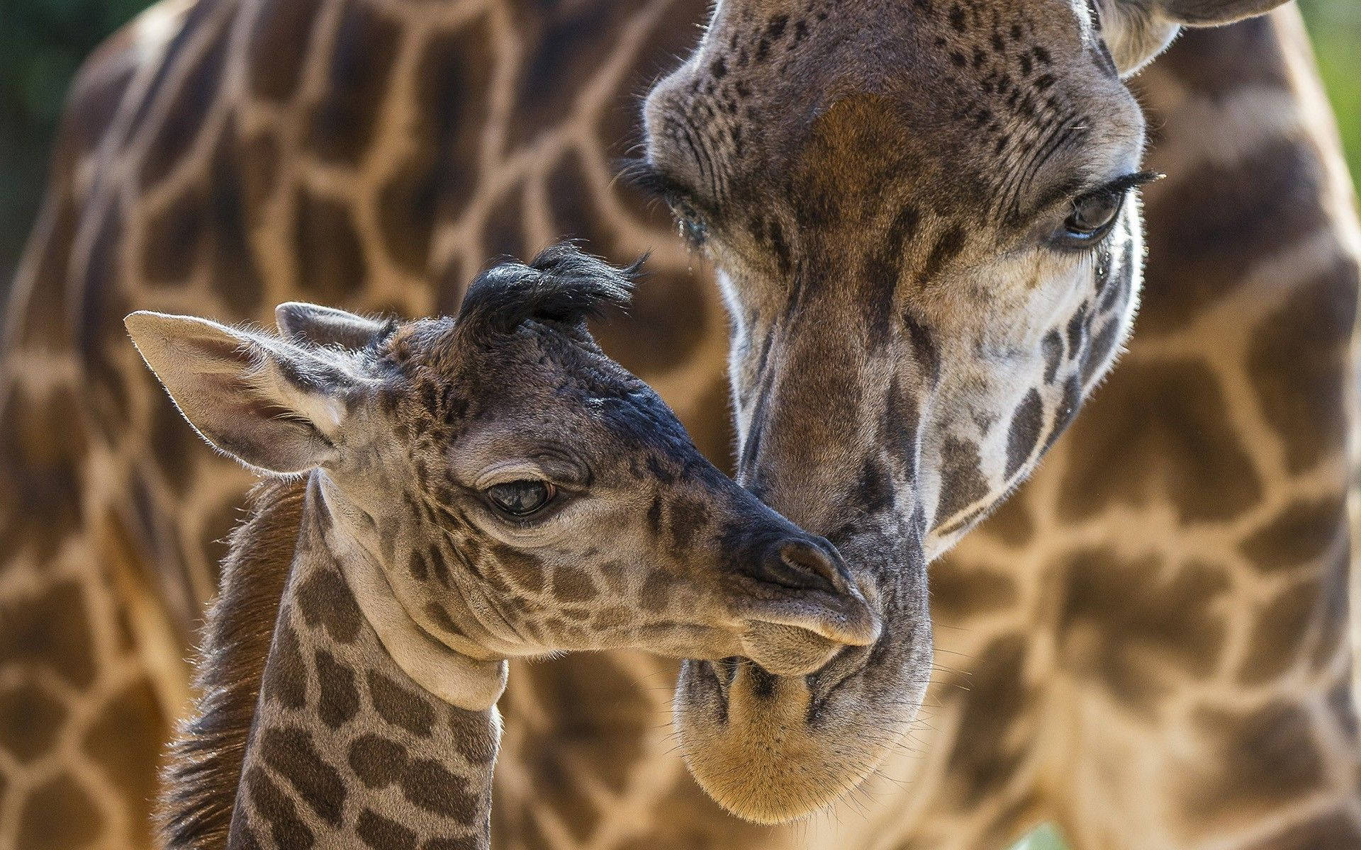 Amazing Brown Baby Giraffe