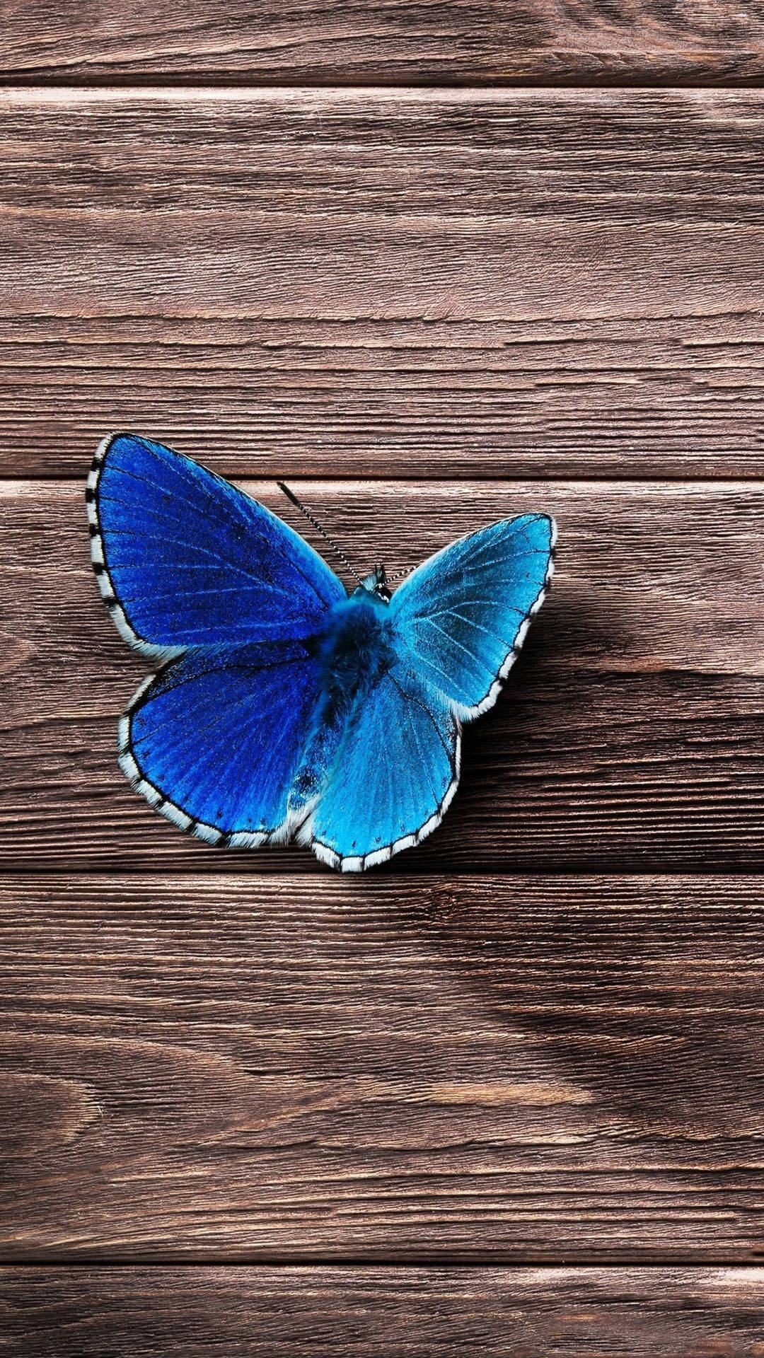 Amazing Butterfly Iphone Theme Display Background