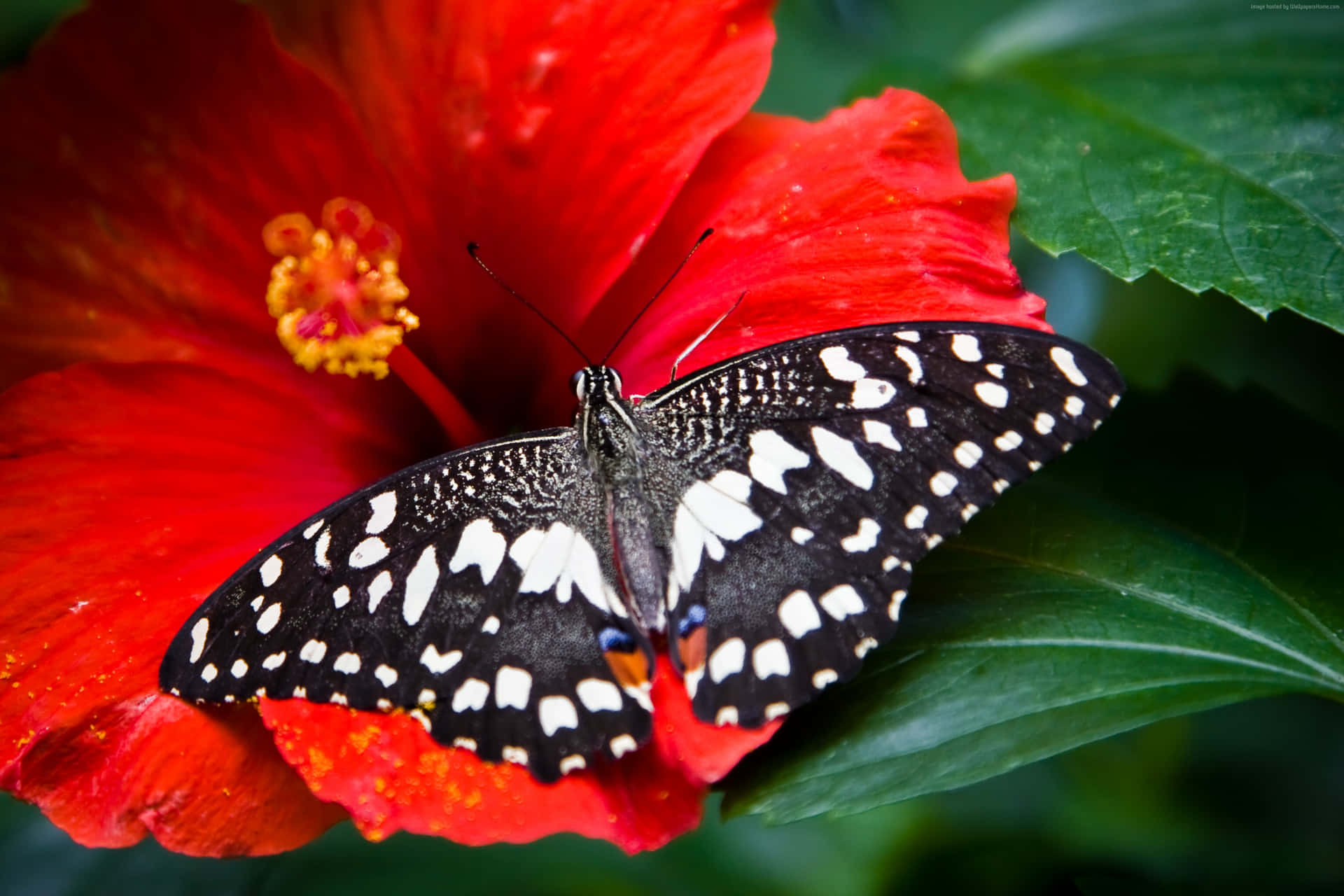 Amazing Butterfly On Hibiscus Flower Background