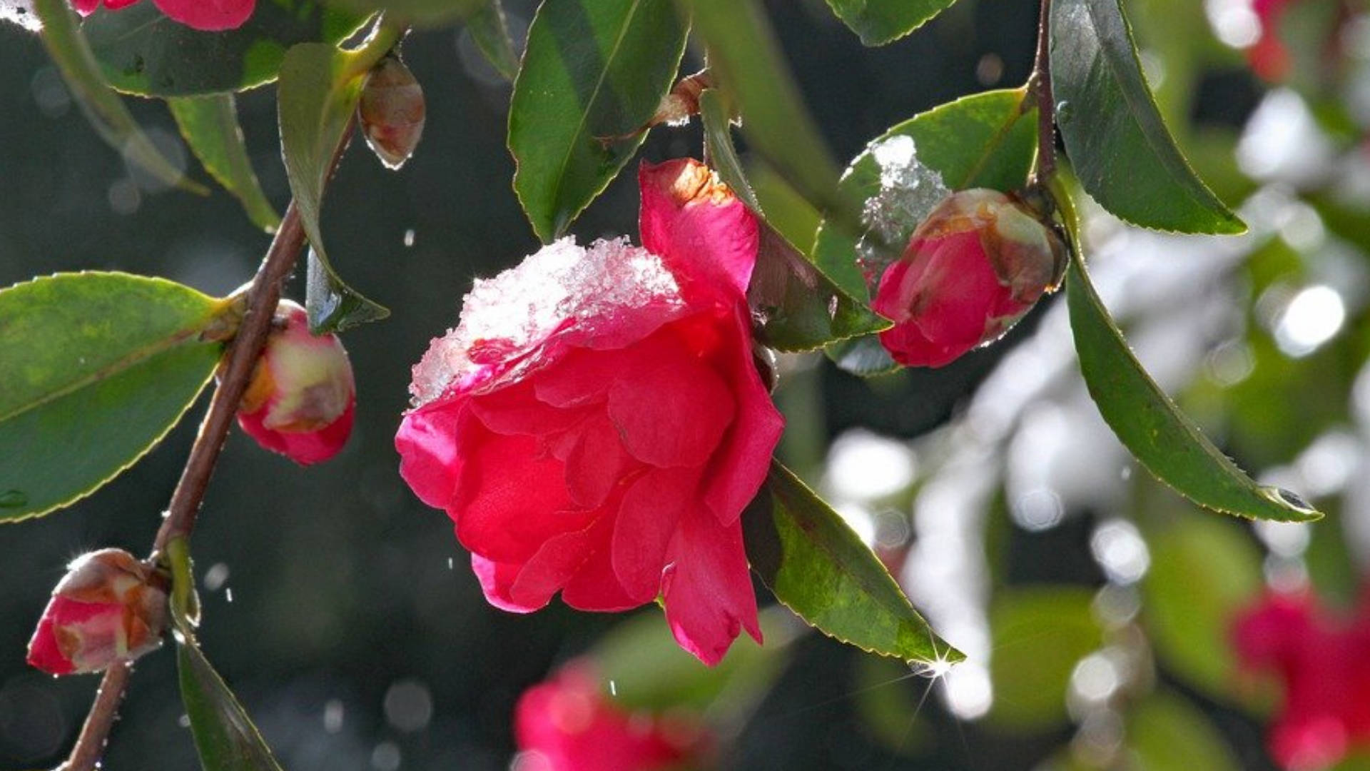 Amazing Camellia Sasanqua Background