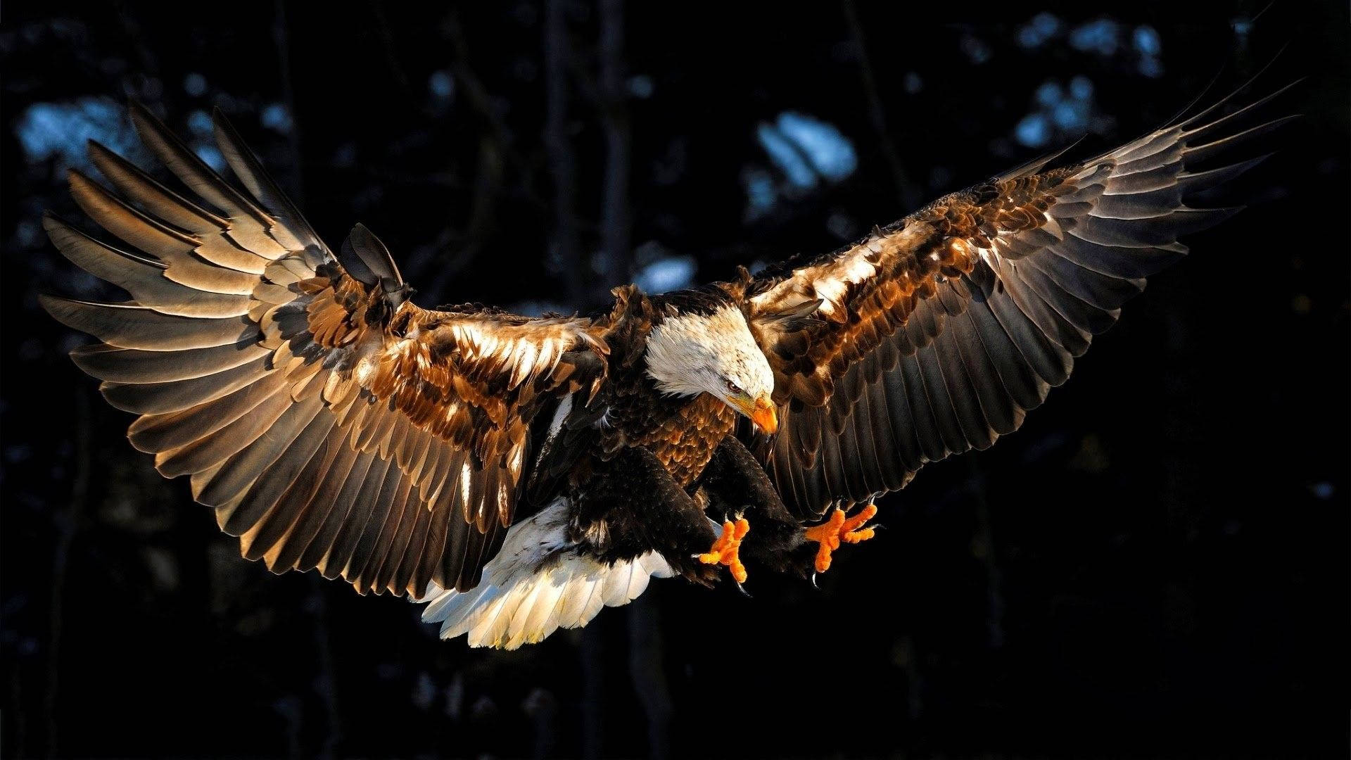Amazing Eagle Photography Background