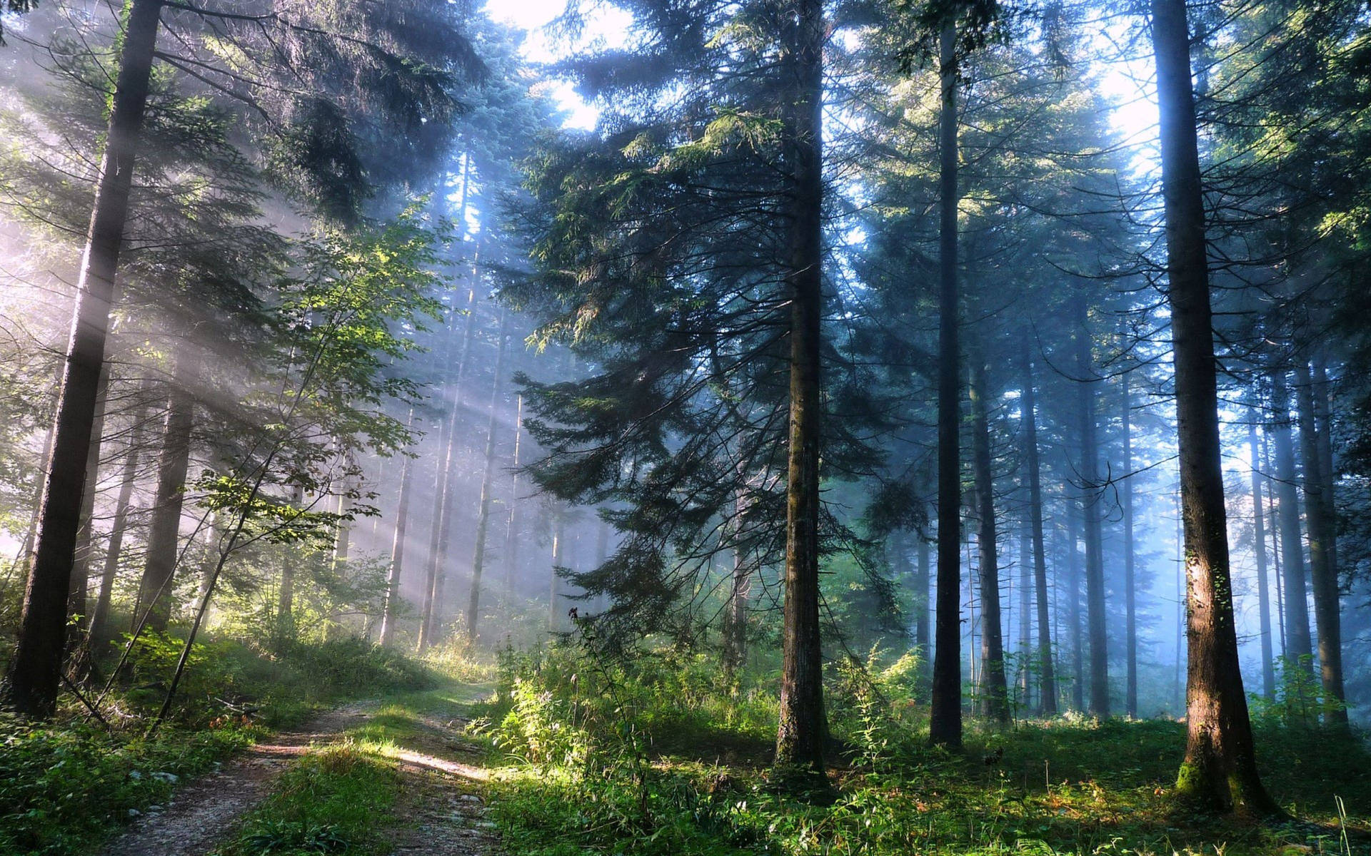 Amazing Enchanted Pine Forest Background