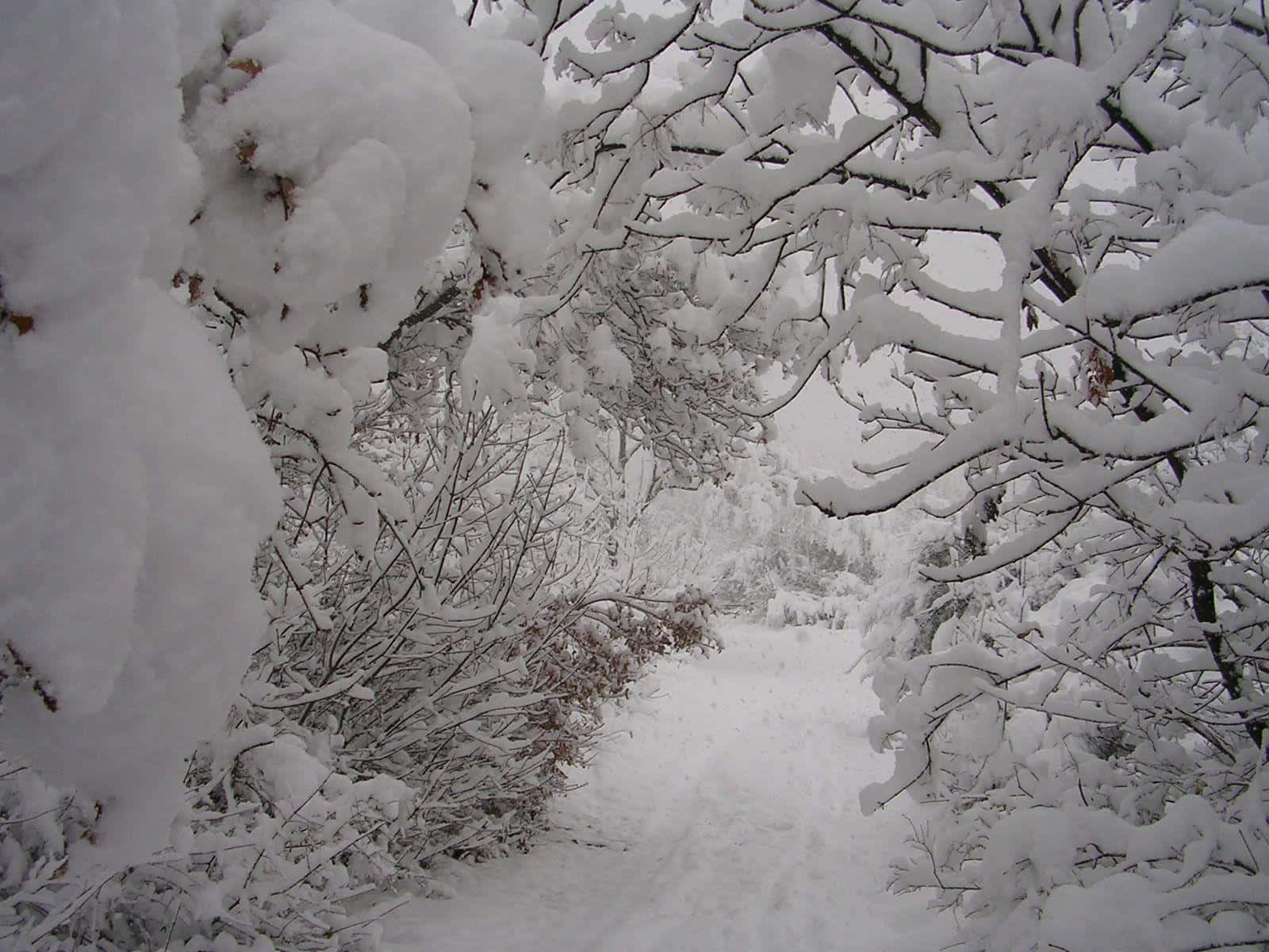 Amazing Image Of The Trees Covered By Thick Snow