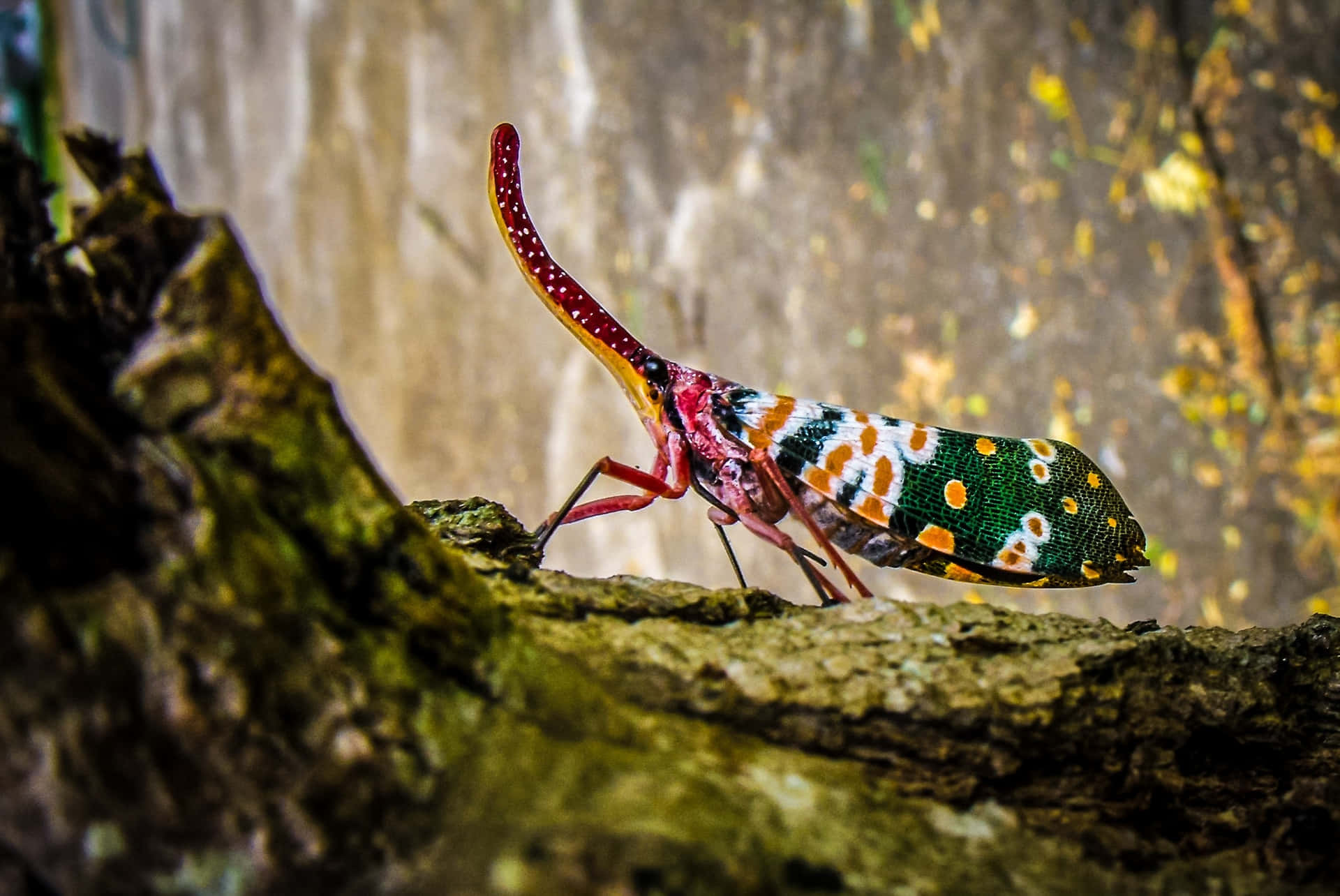 Amazing Insects In Wild Background