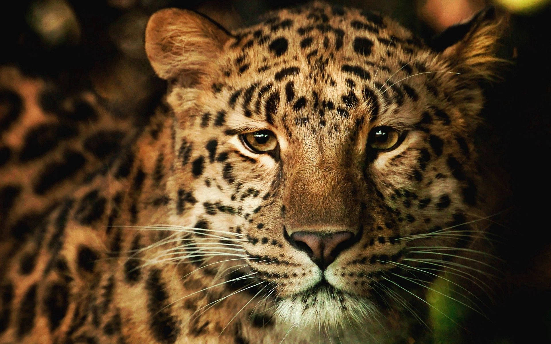Amazing Leopard Face Hd Background