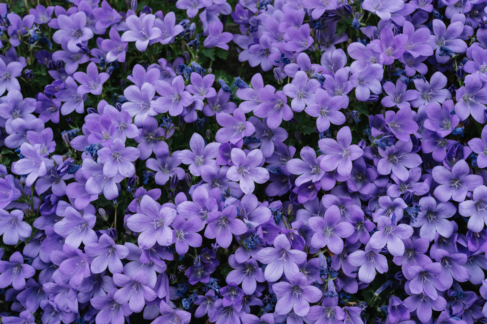 Amazing Pattern Of The Purple Flower Desktop Background