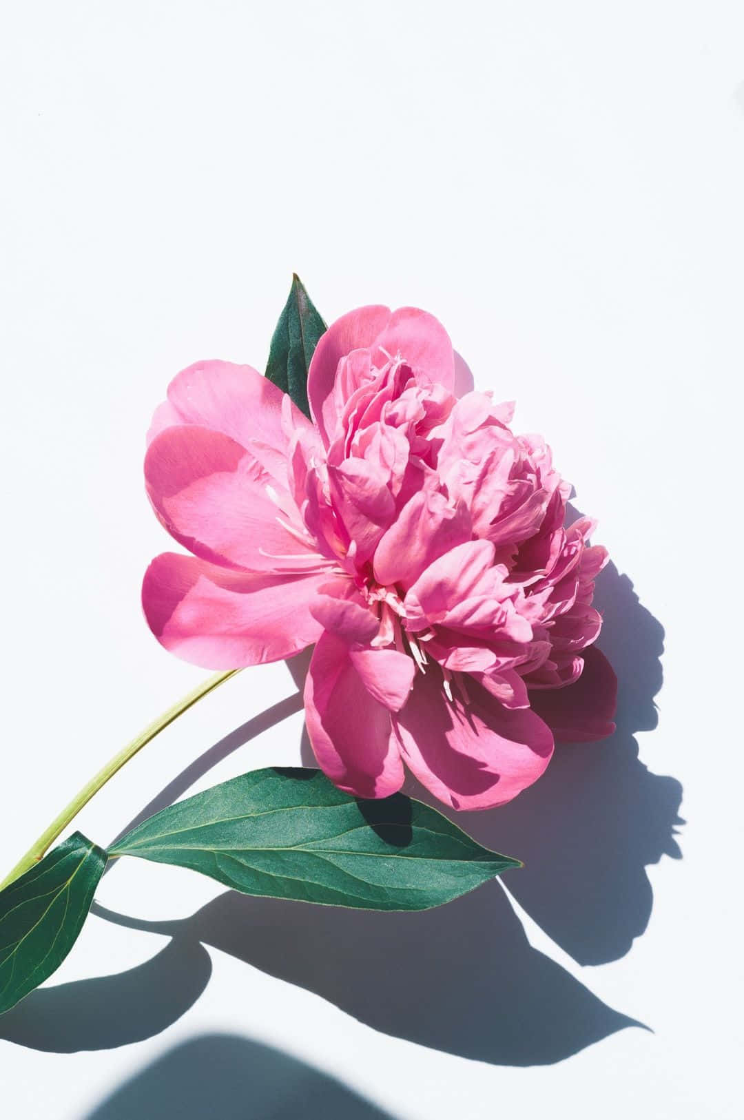 Amazing Pink Peony Iphone Close Up Shot Background