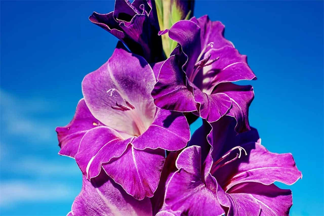 Amazing Purple Gladiolus Background