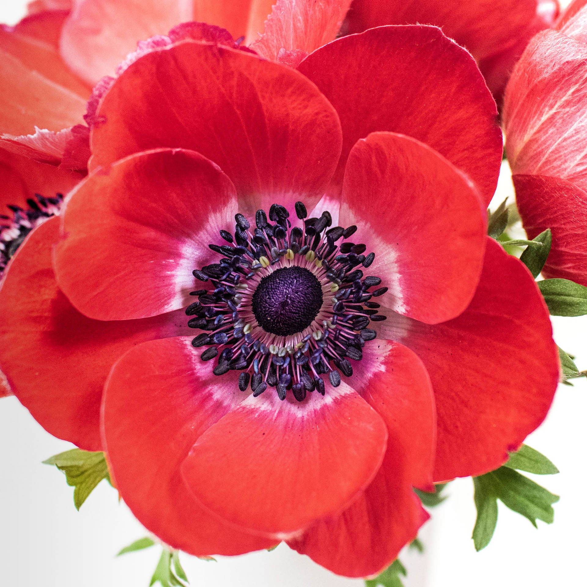 Amazing Red Anemone Flower Background
