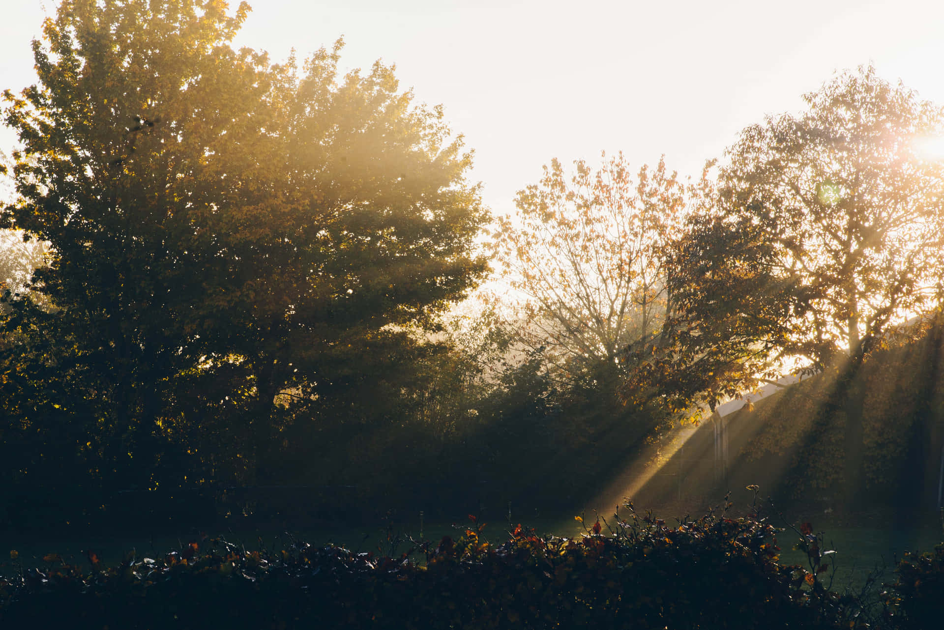 Amazing Sun Rays At Foggy Forest Background