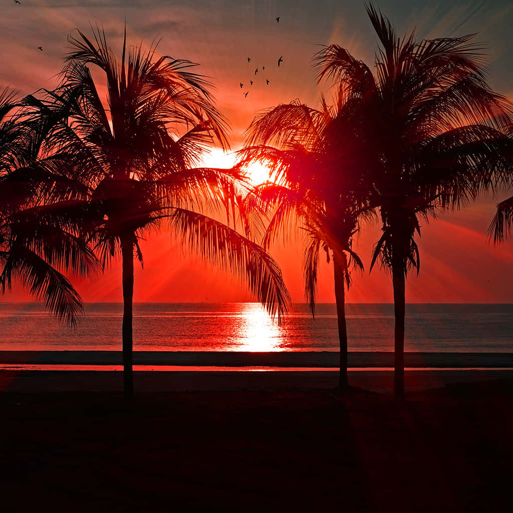 Amazing Sunset With Palm Tree