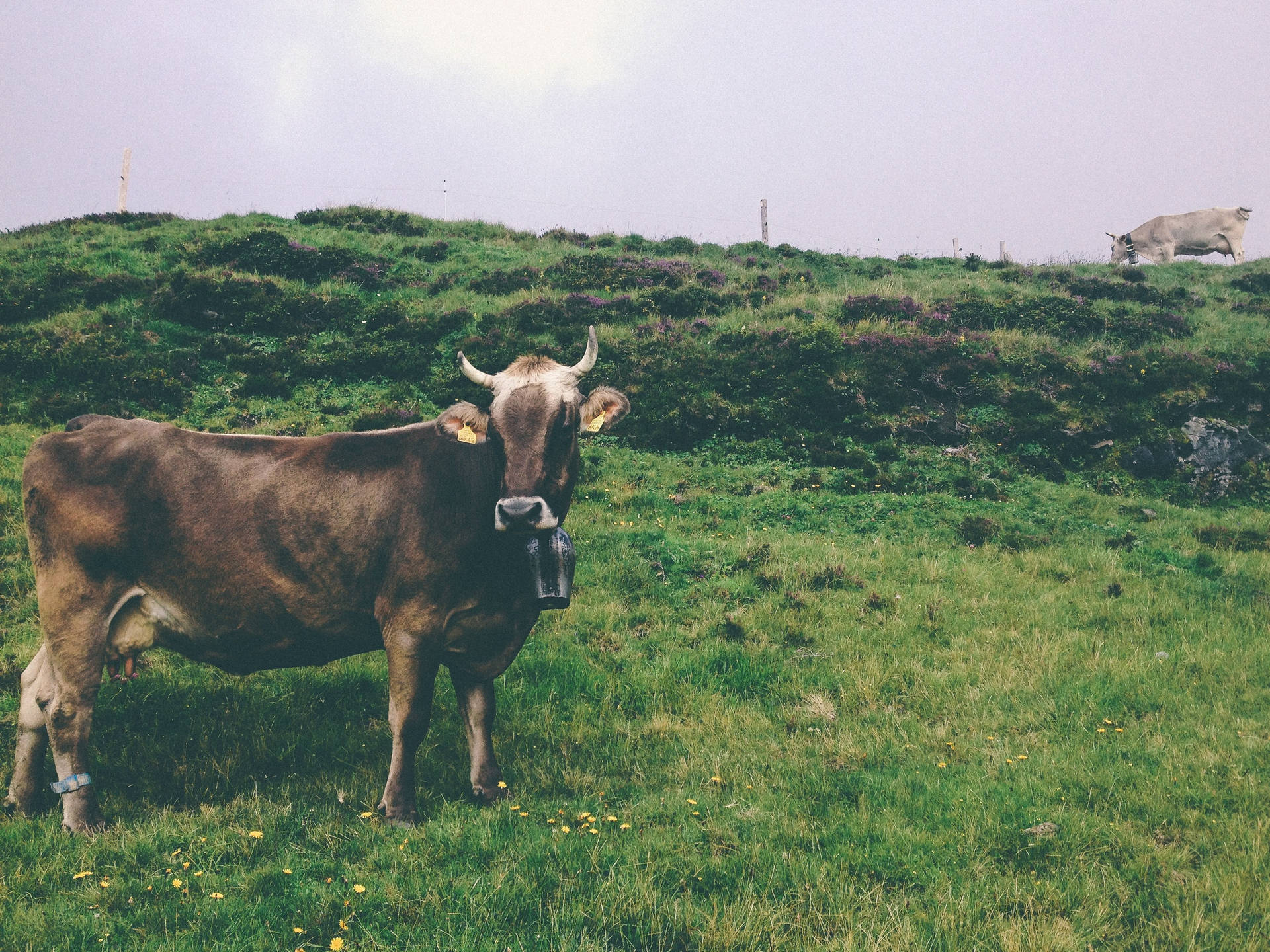 Amazing View Of A Farm Animal Background