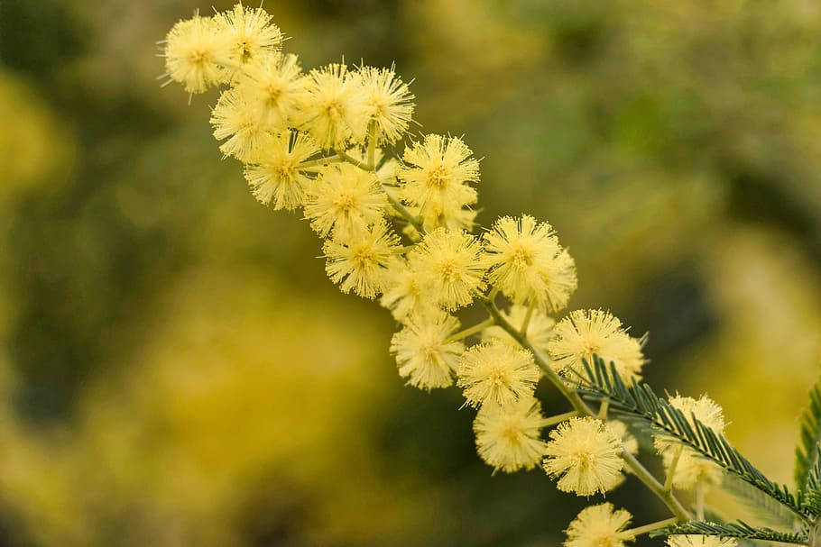Amazing Yellow Mimosa Flowers Background