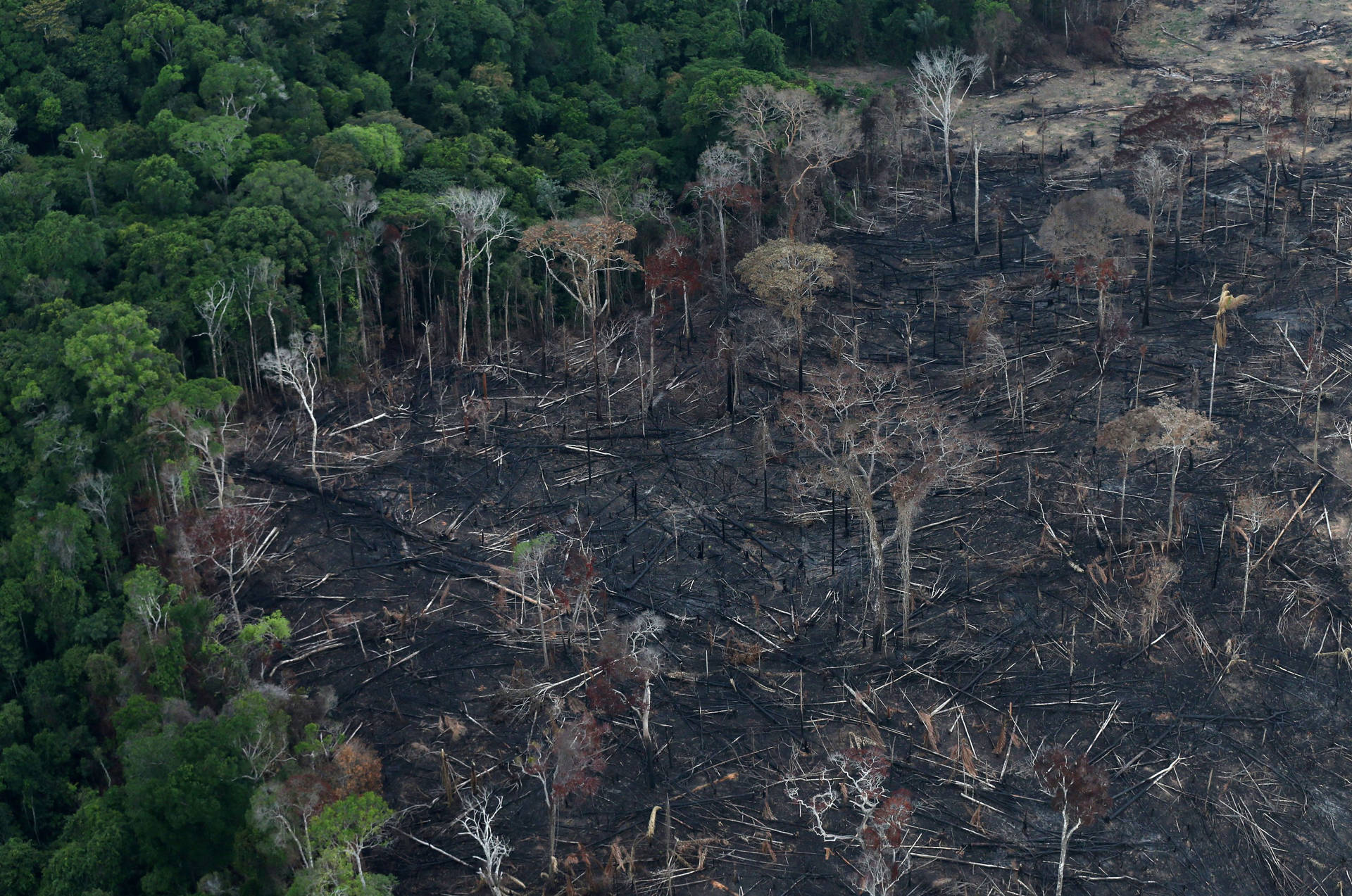 Amazon Rainforest Clearing Background