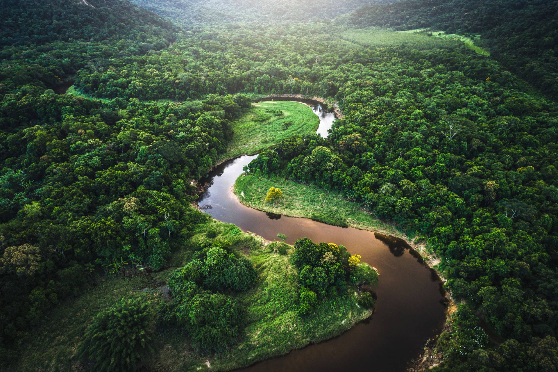 Amazon Rainforest Background