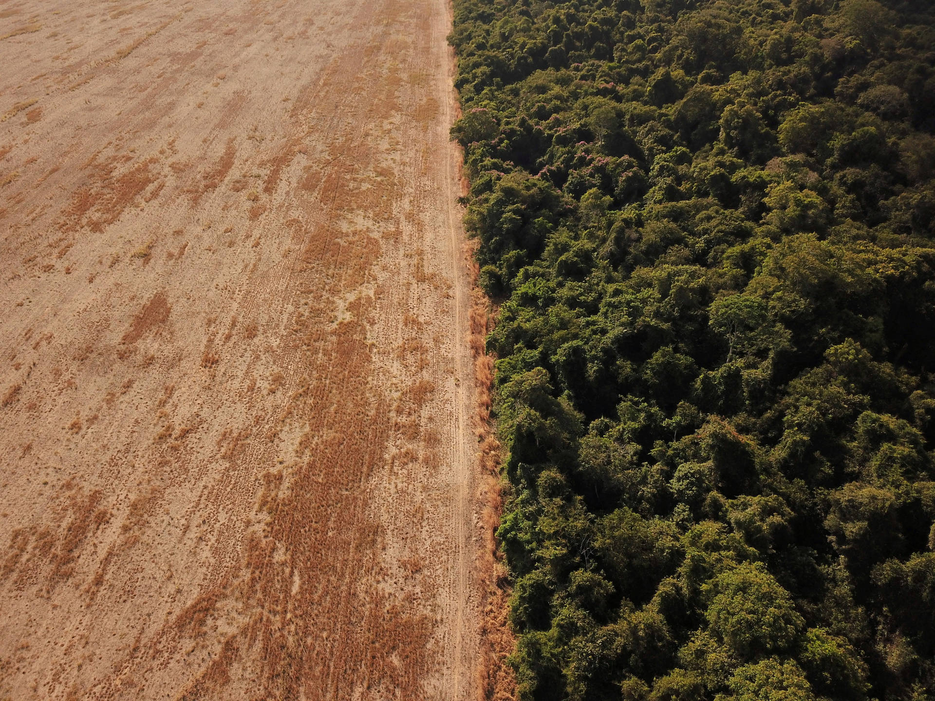 Amazonas Brazil Deforestation Area Background