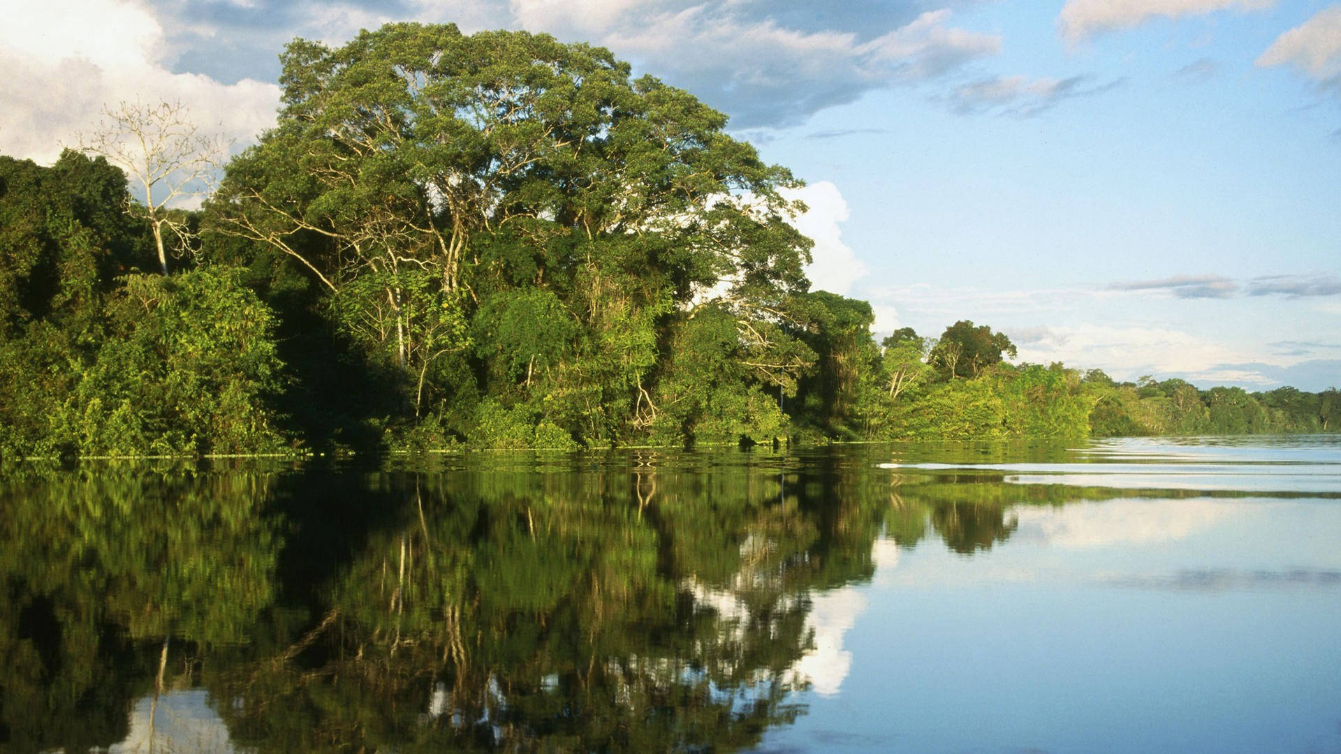 Amazonas Brazil Mangroves Swamp