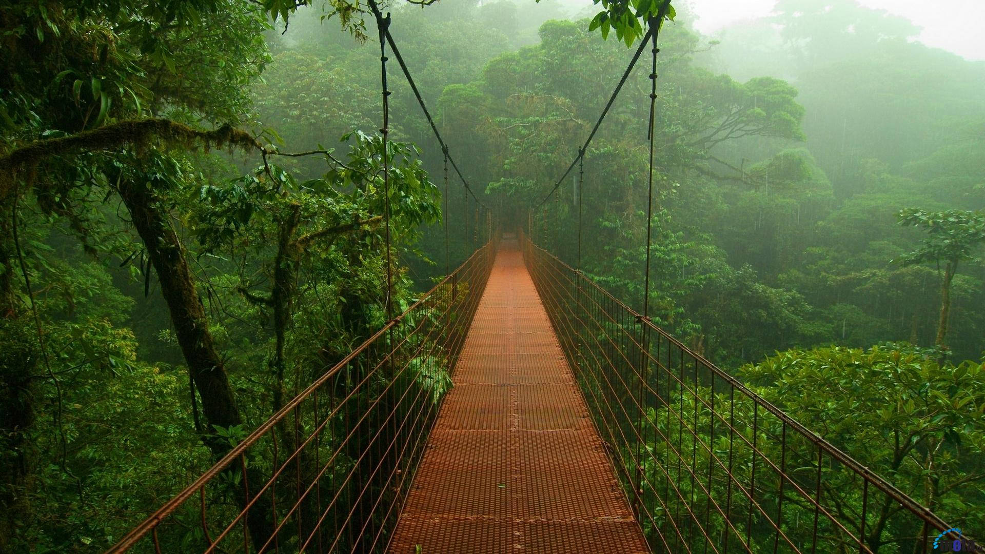Amazonas Hanging Bridge Background