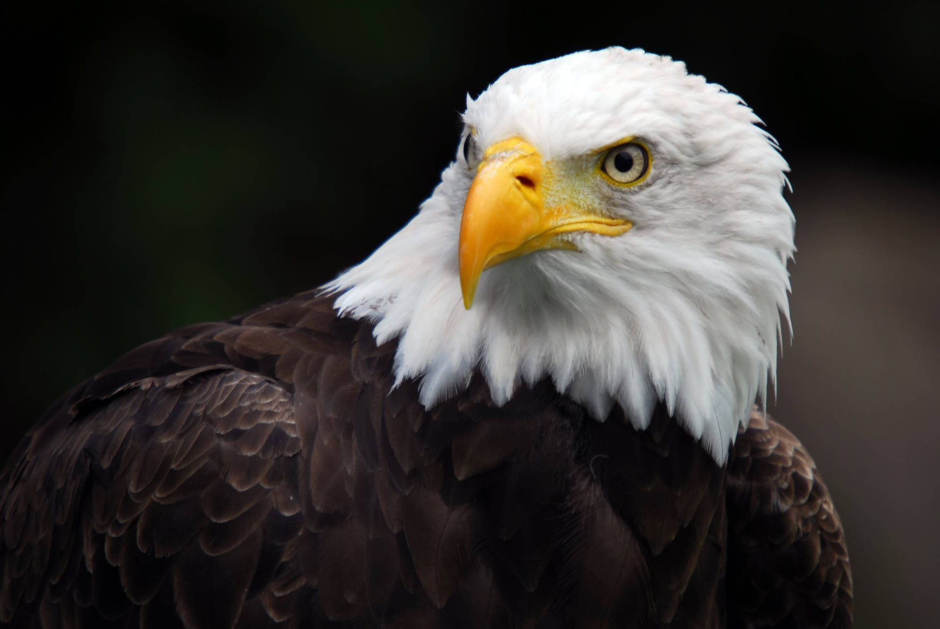 American Bald Eagle Background