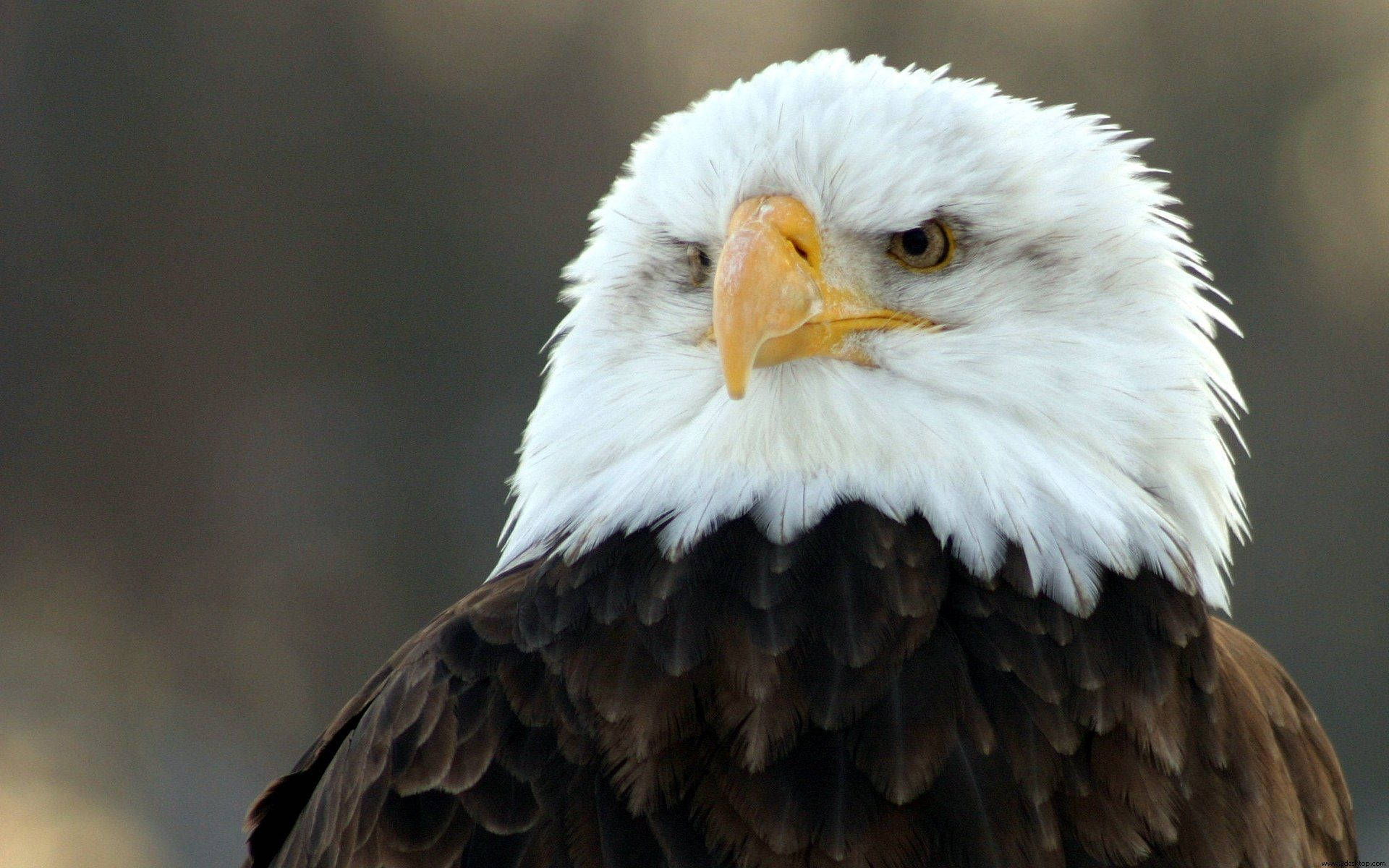 American Bald Eagle With Sharp Beak Background