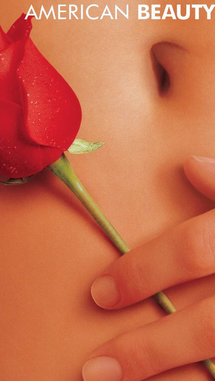 American Beauty Navel Rose Background