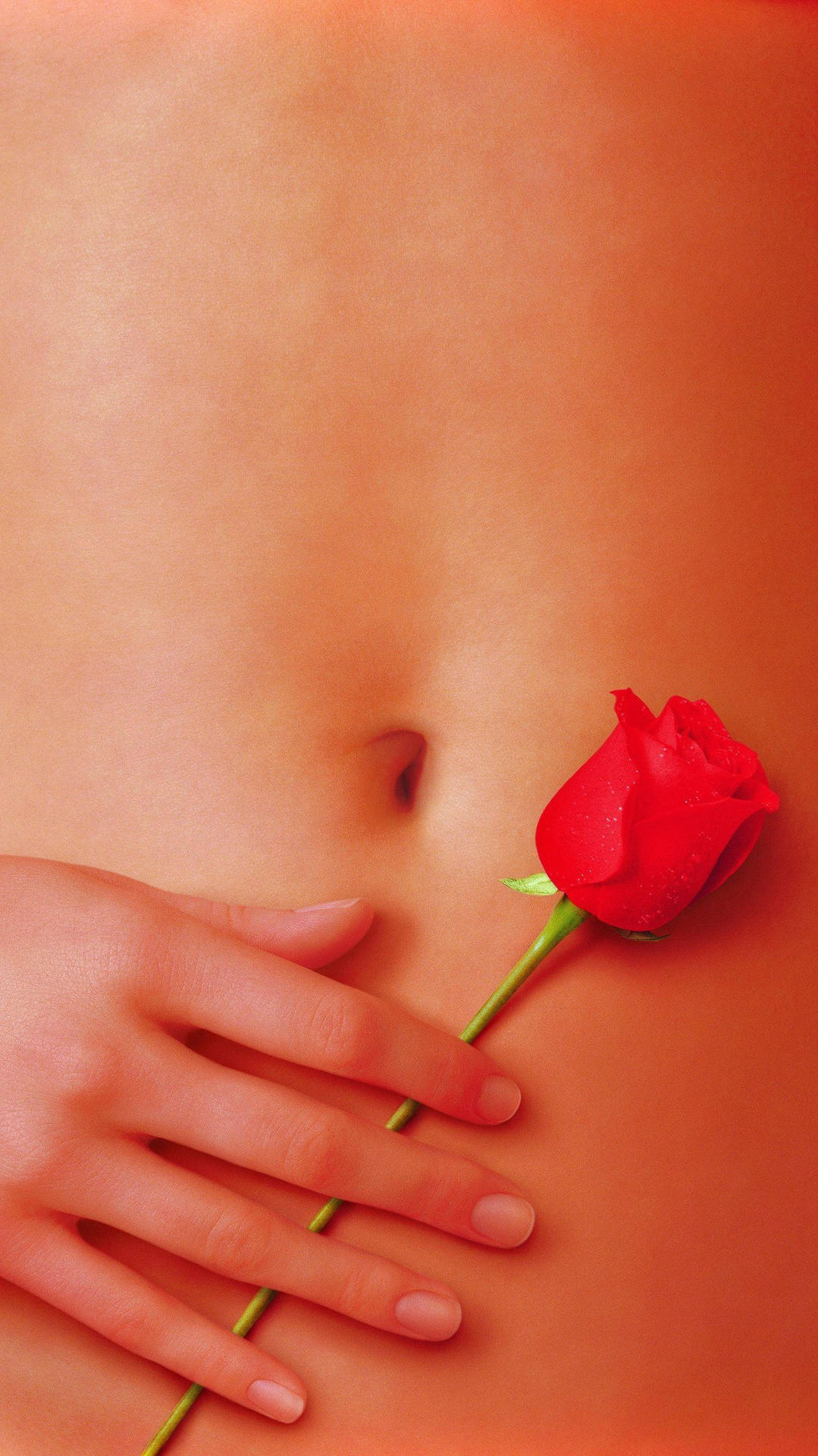 American Beauty Rose Hand Background