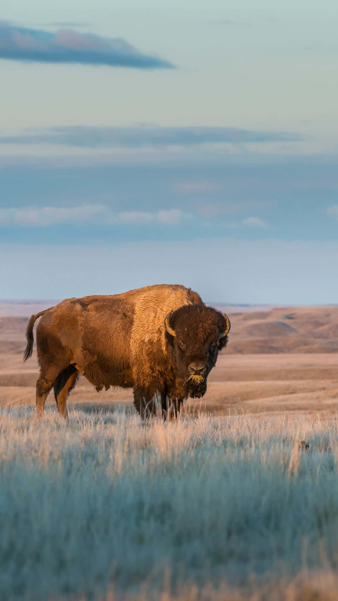 American Bisonat Dusk Background