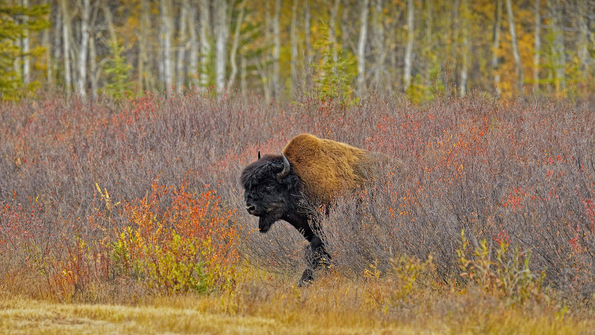 American Bisonin Autumn Grassland