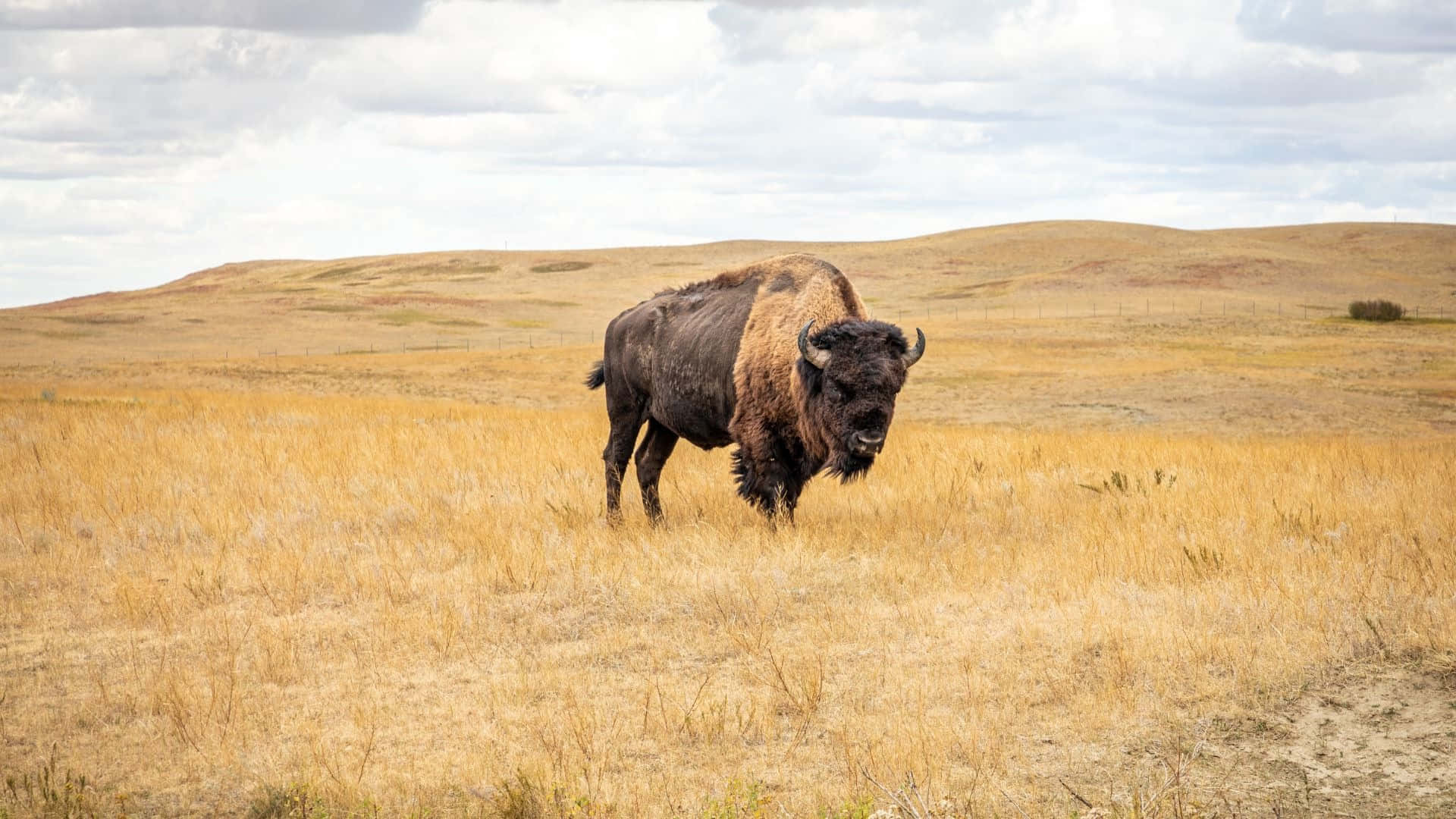 American Bisonin Grassland Habitat.jpg