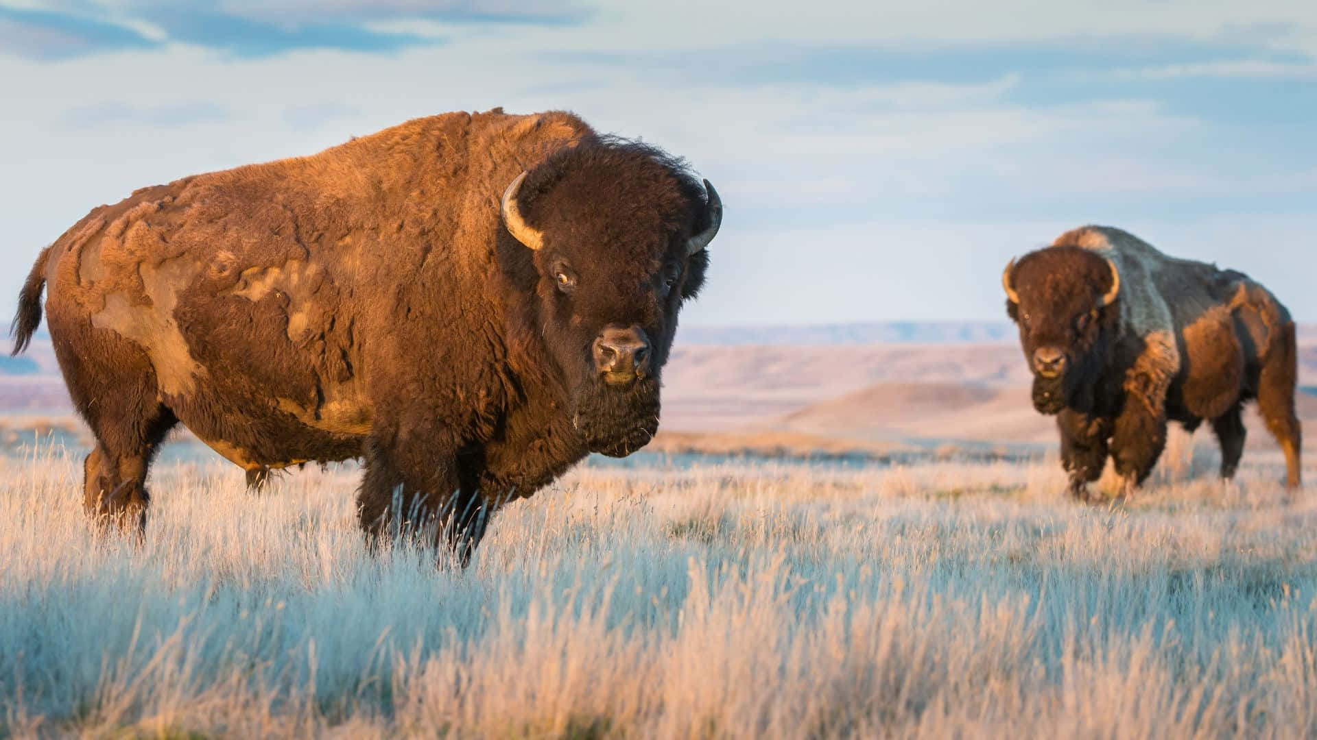 American Bisonin Grasslandat Dusk Background