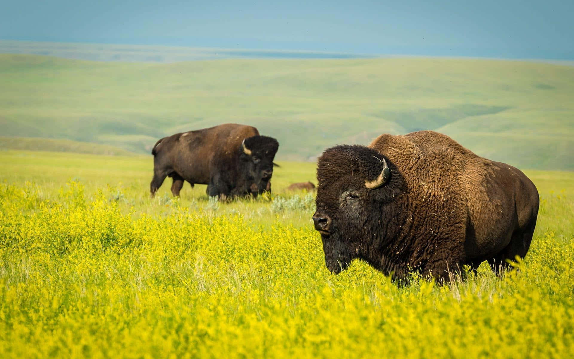 American Bisonin Grassy Field Background