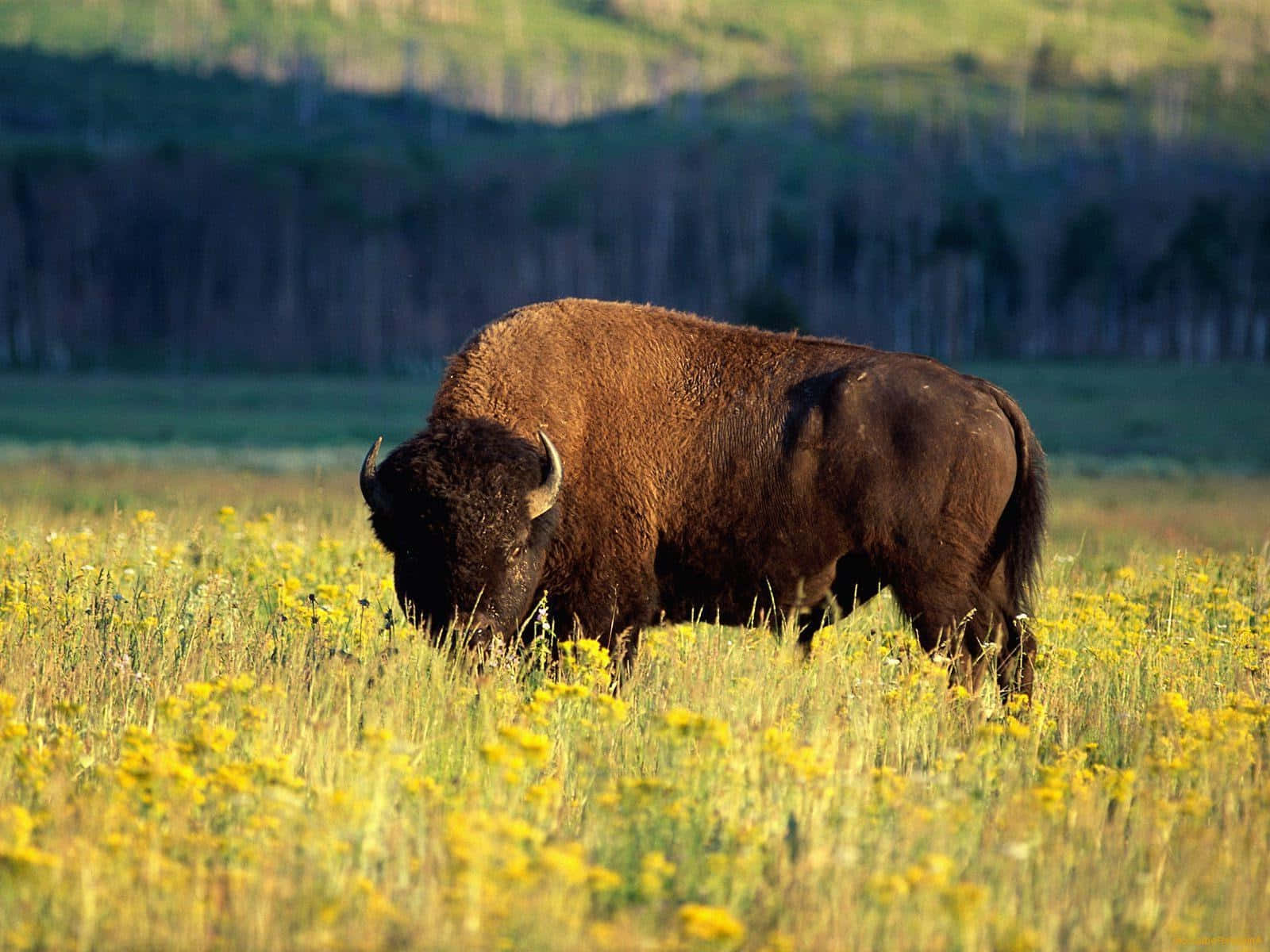 American Bisonin Wildflower Meadow.jpg Background