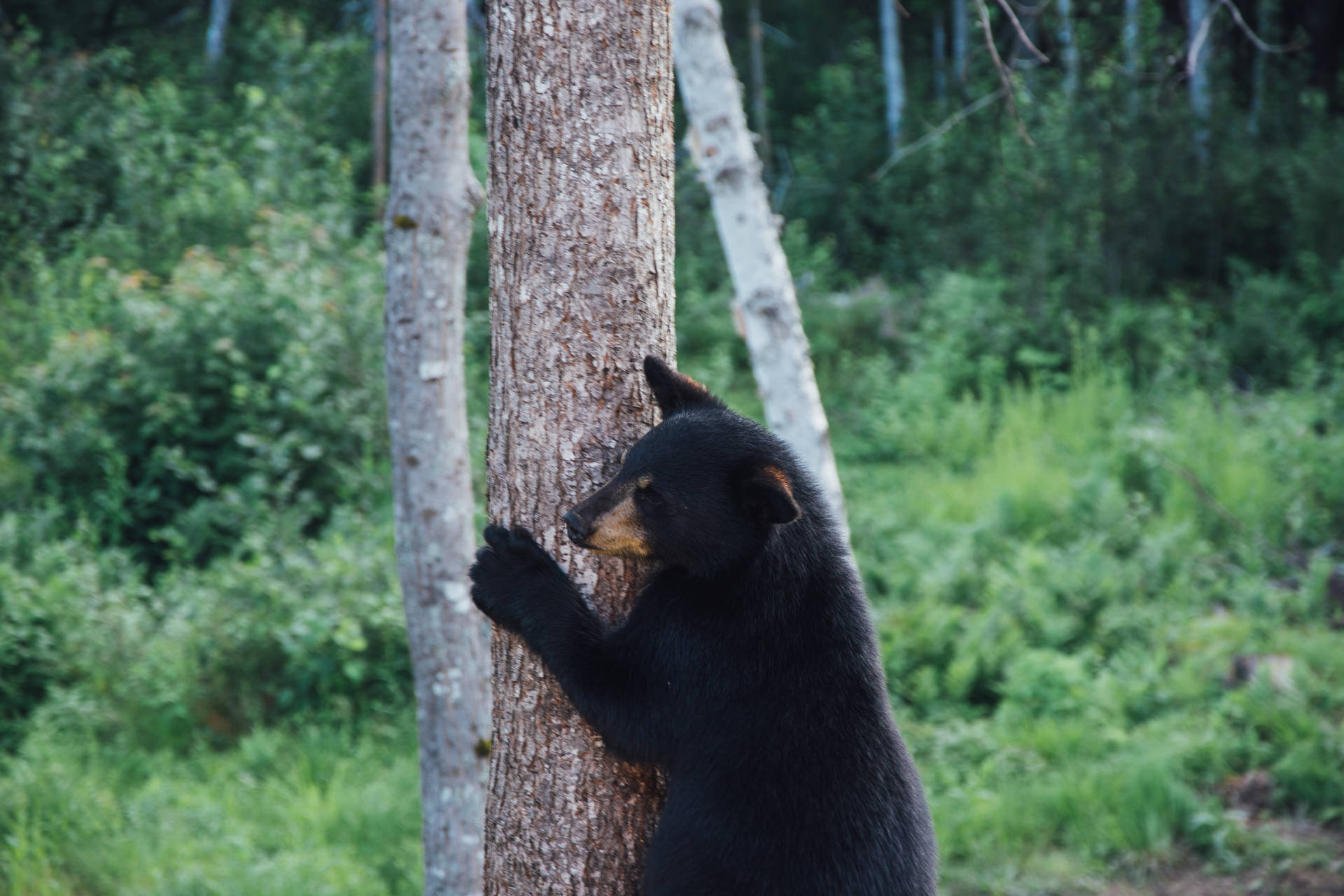 American Black Bear Climbing Background