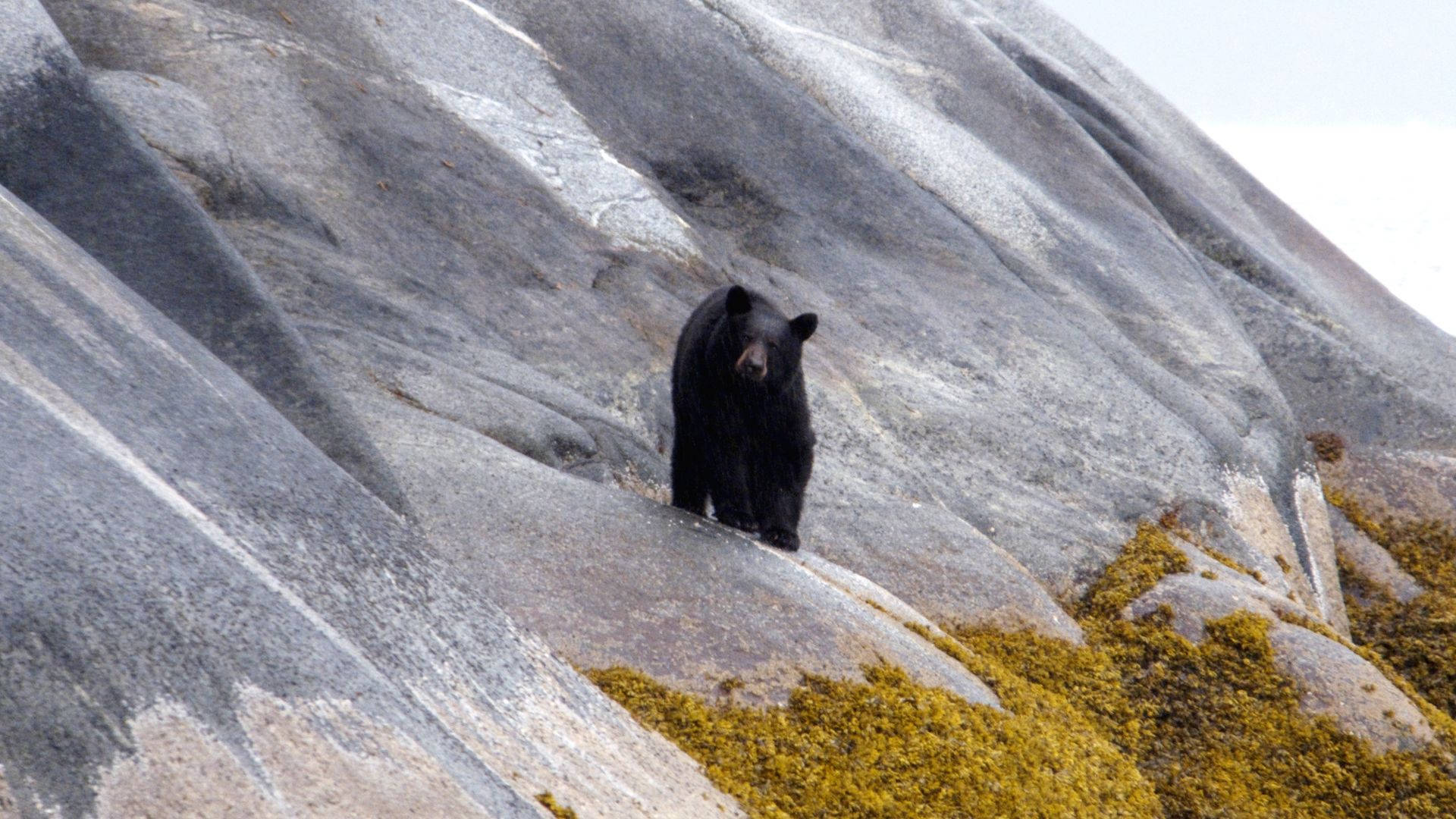 American Black Bear On Slope Background