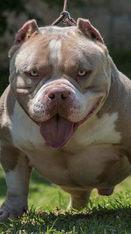 American Bully Dog Breeds